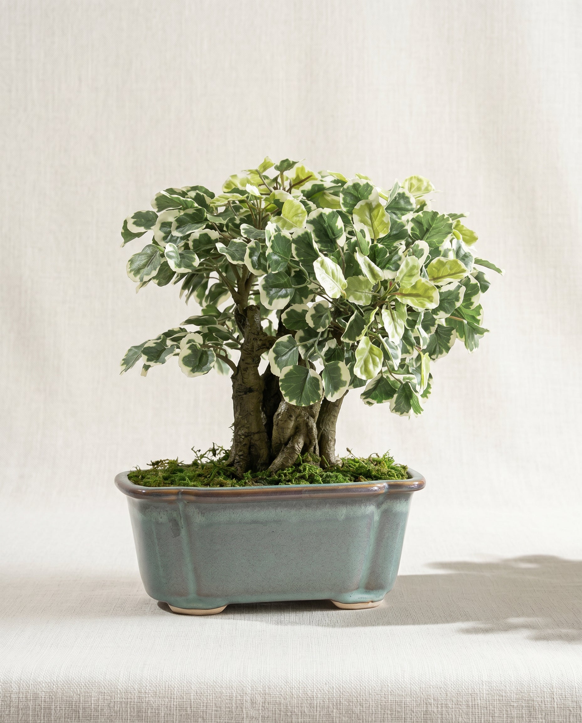 Artificial Variegated Ficus Bonsai Plant 1.1ft