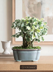 Artificial Variegated Ficus Bonsai Plant 1.1ft