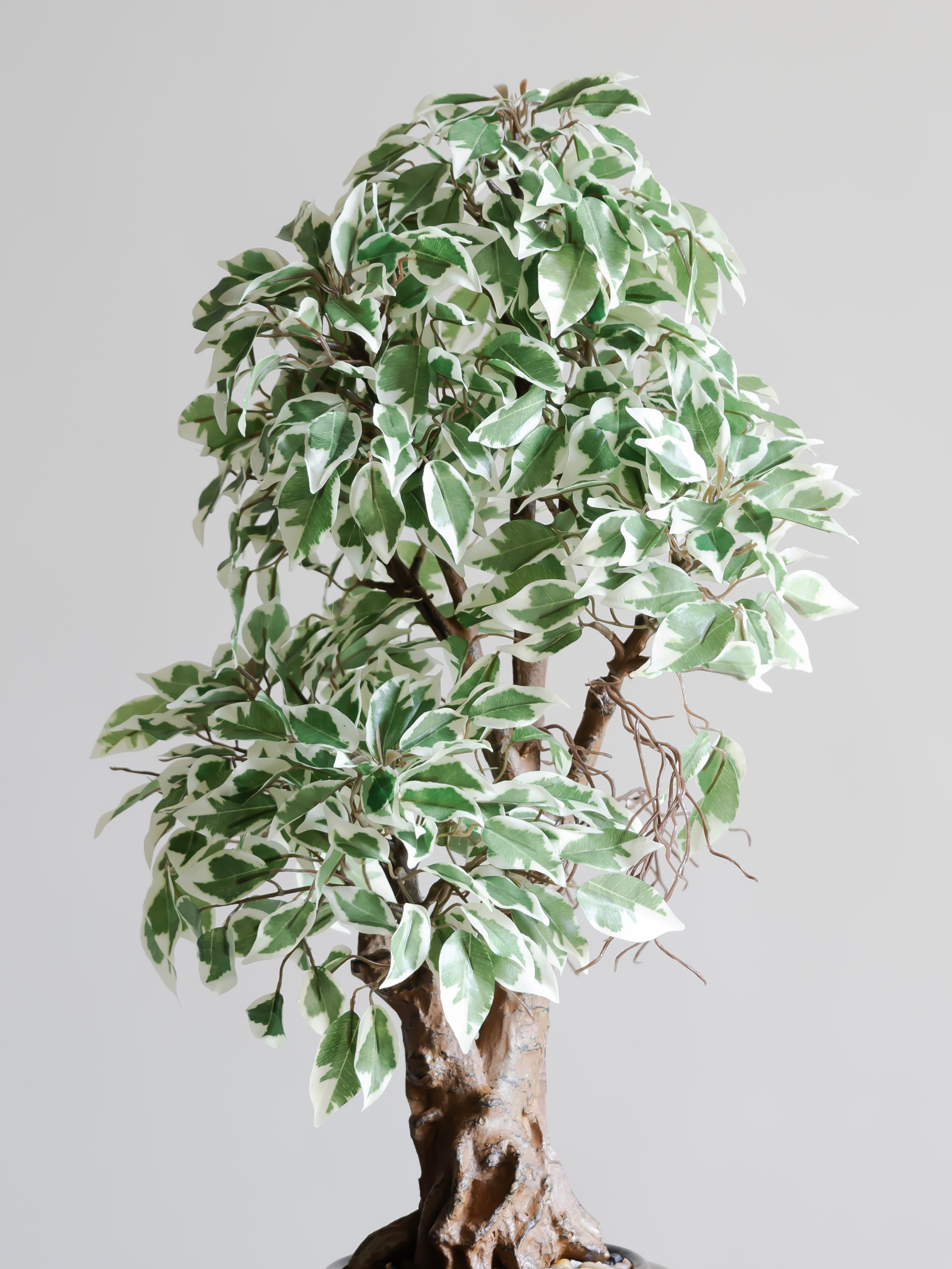 Artificial Variegated Ficus Leaf Bonsai 2ft