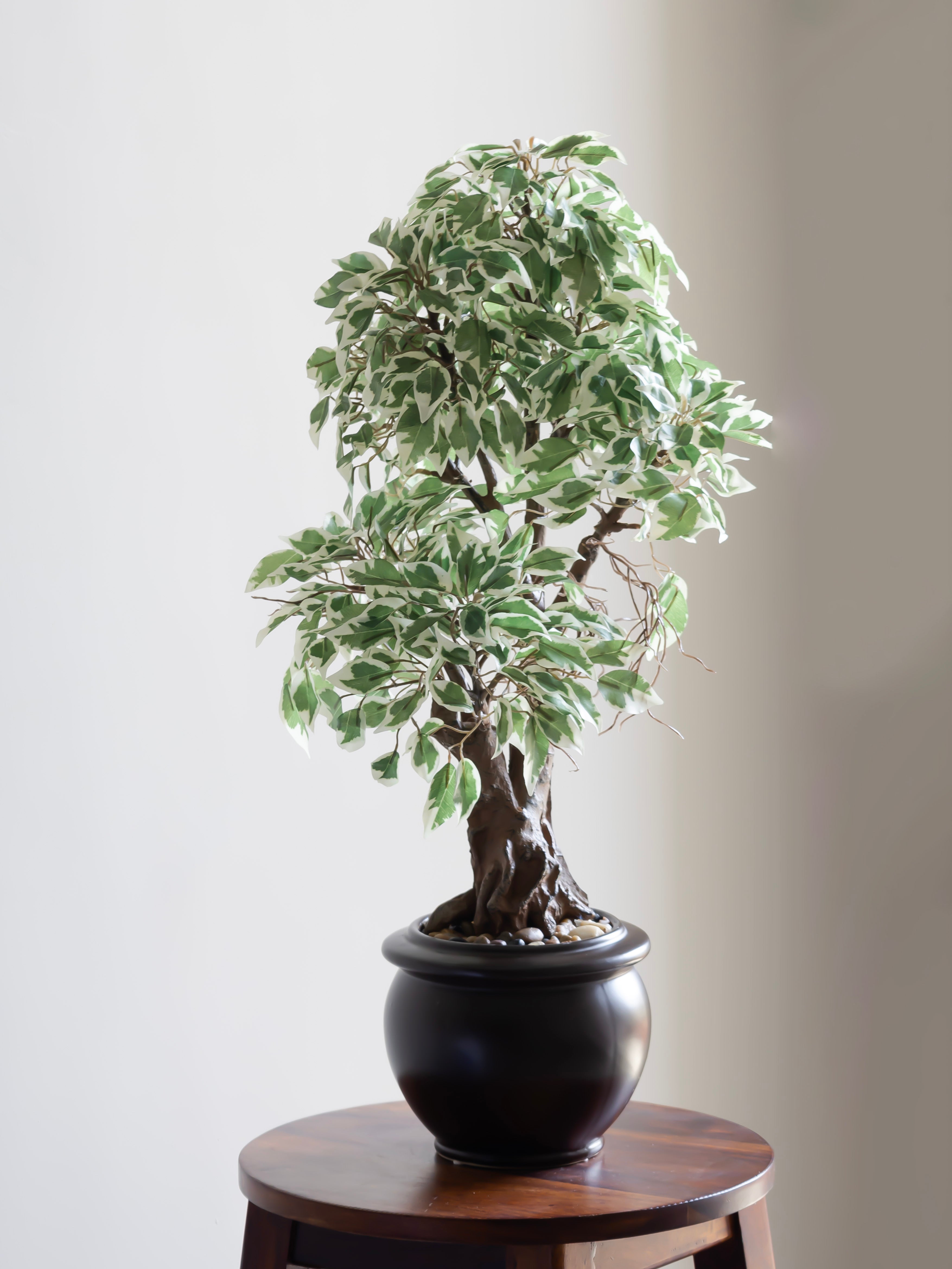 Artificial Variegated Ficus Leaf Bonsai 2ft