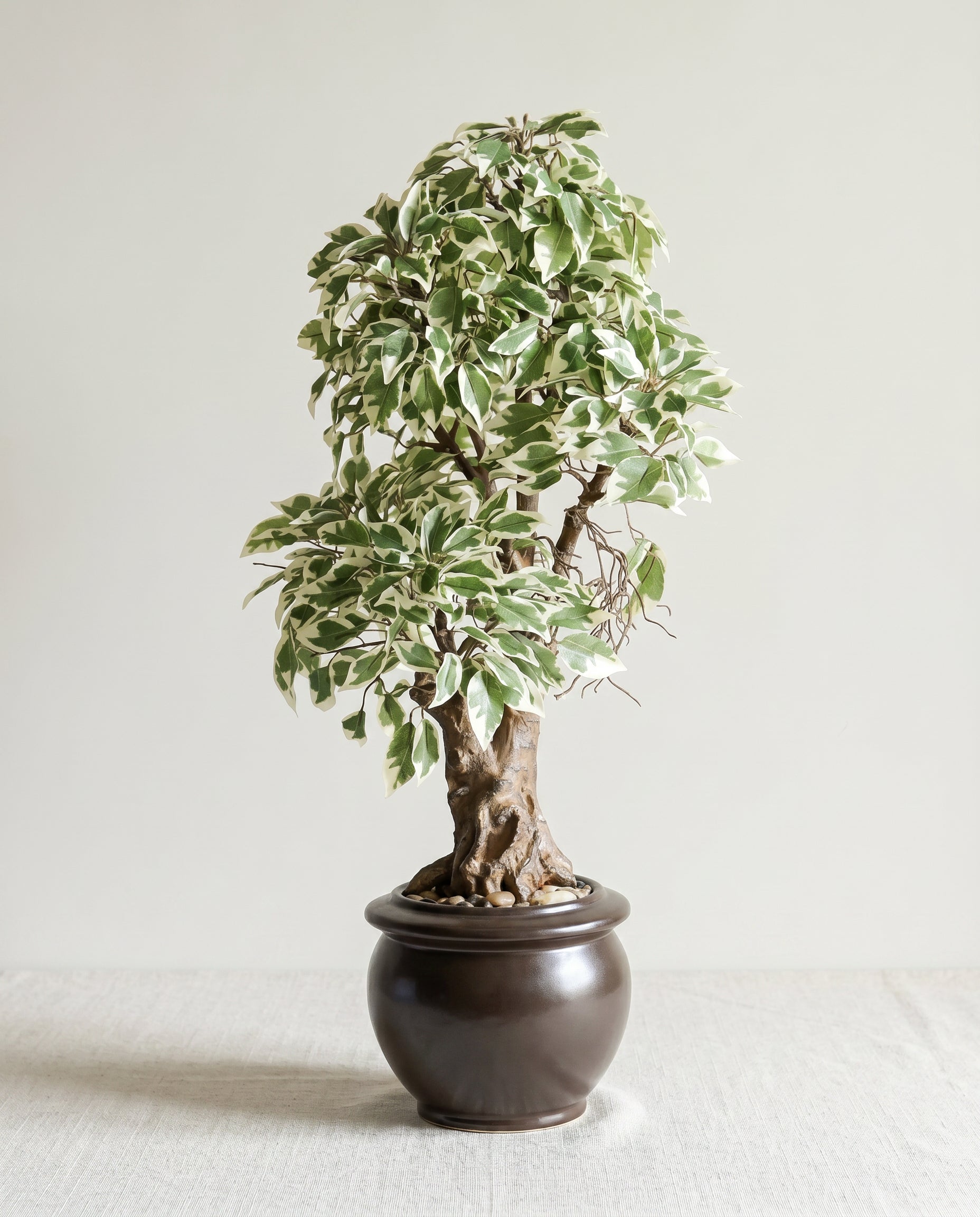 Artificial Variegated Ficus Leaf Bonsai 2ft