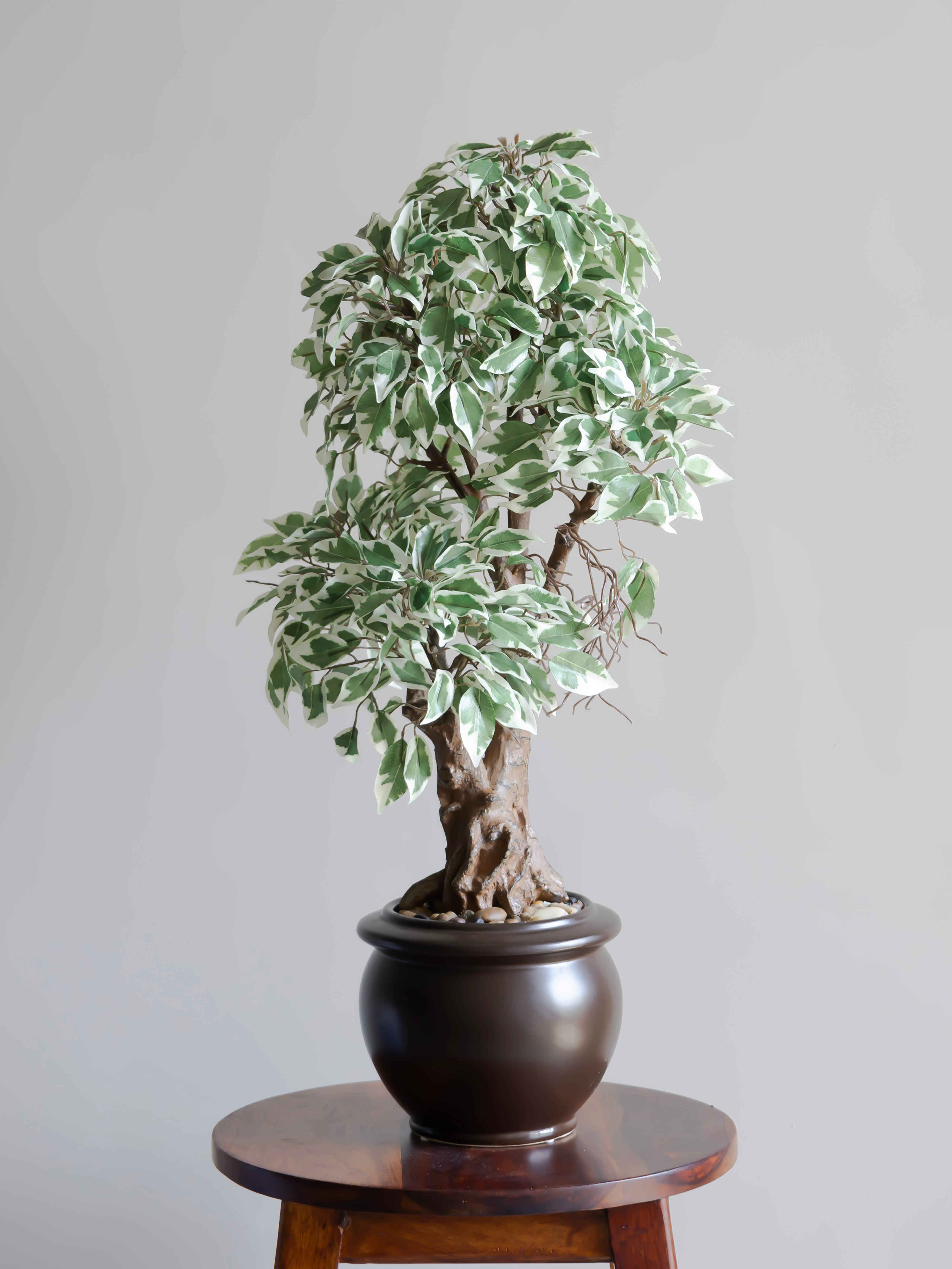 Artificial Variegated Ficus Leaf Bonsai 2ft