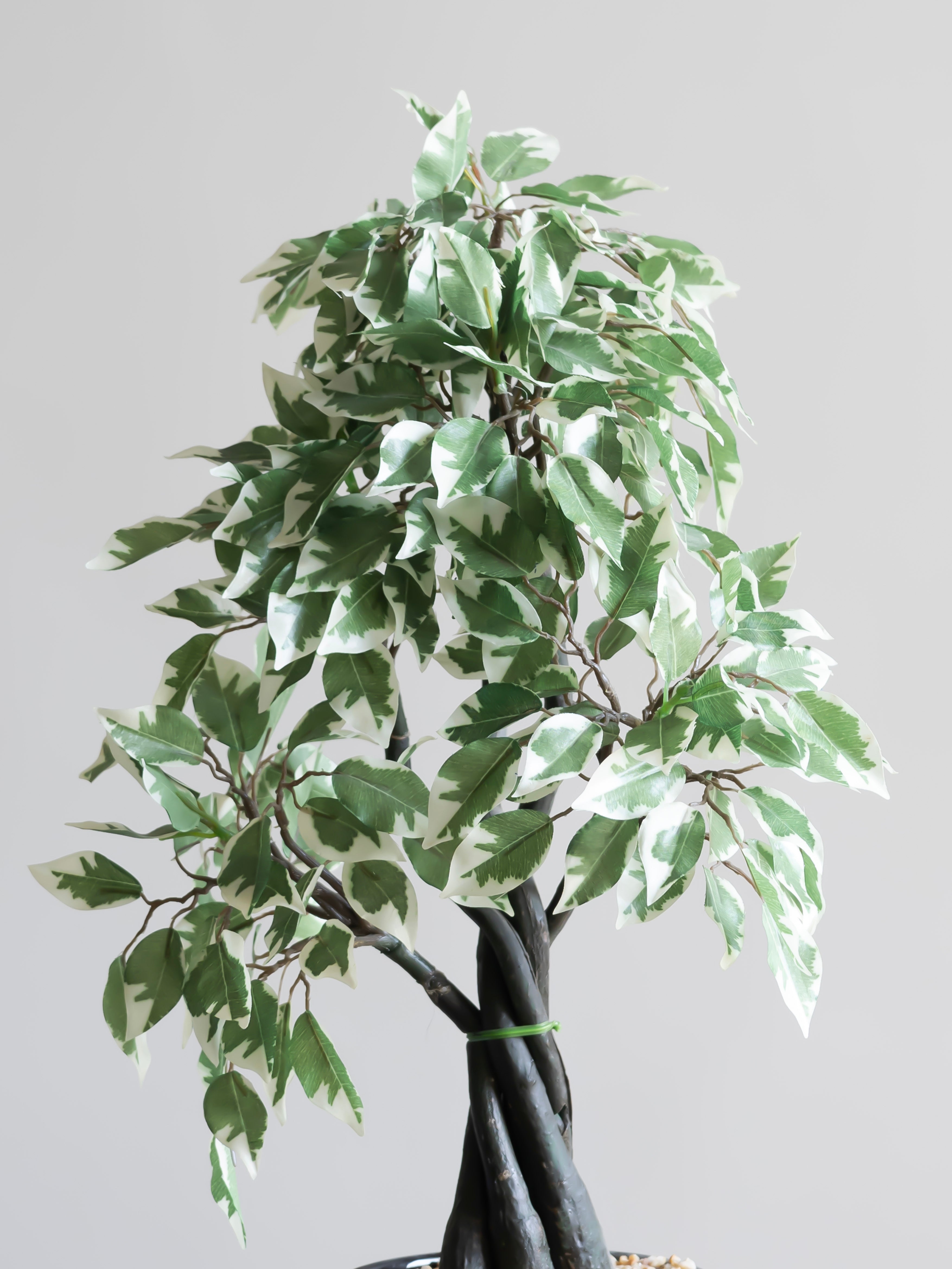 Artificial Variegated Ficus Bonsai 1.9ft