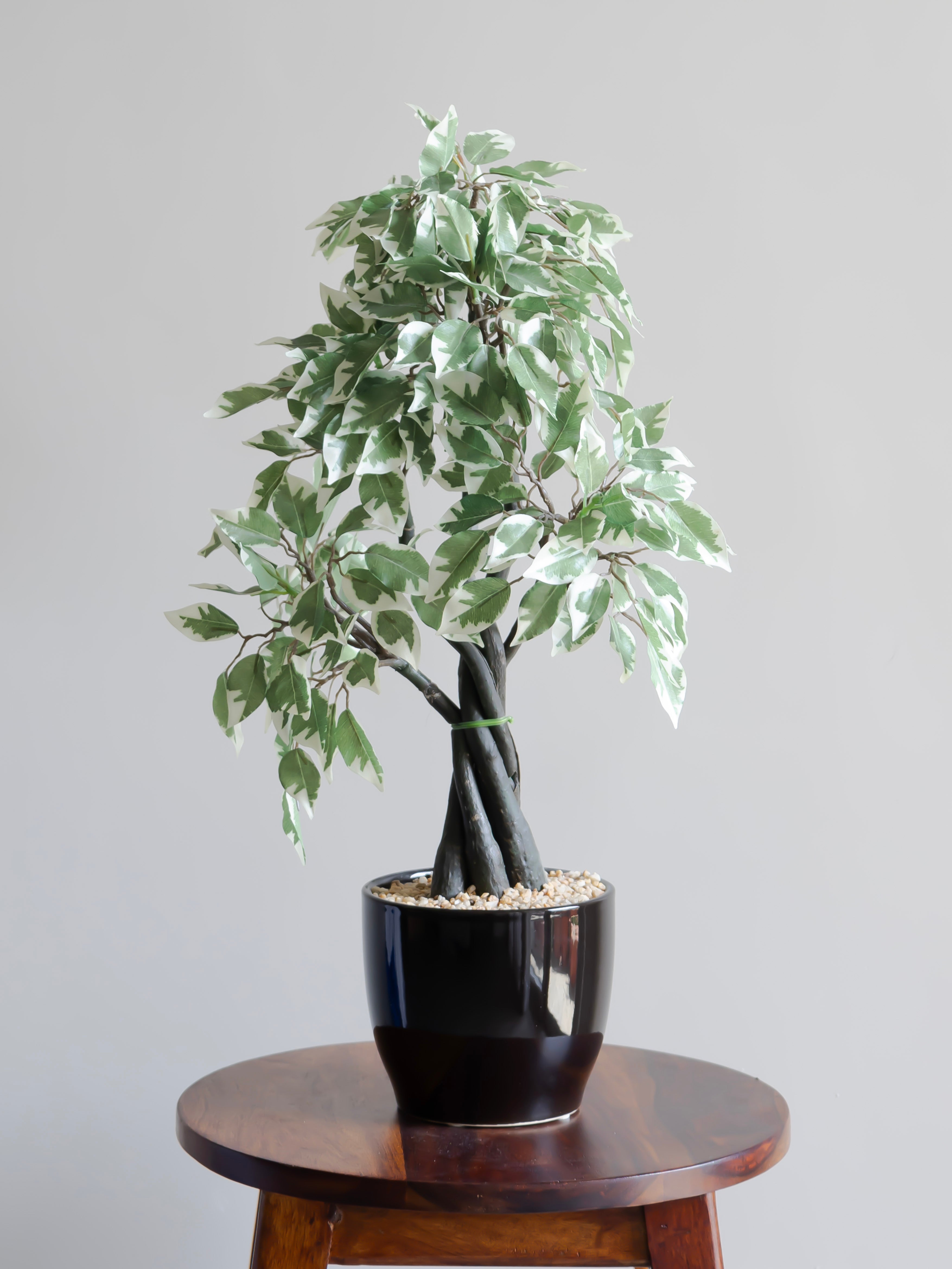 Artificial Variegated Ficus Bonsai 1.9ft