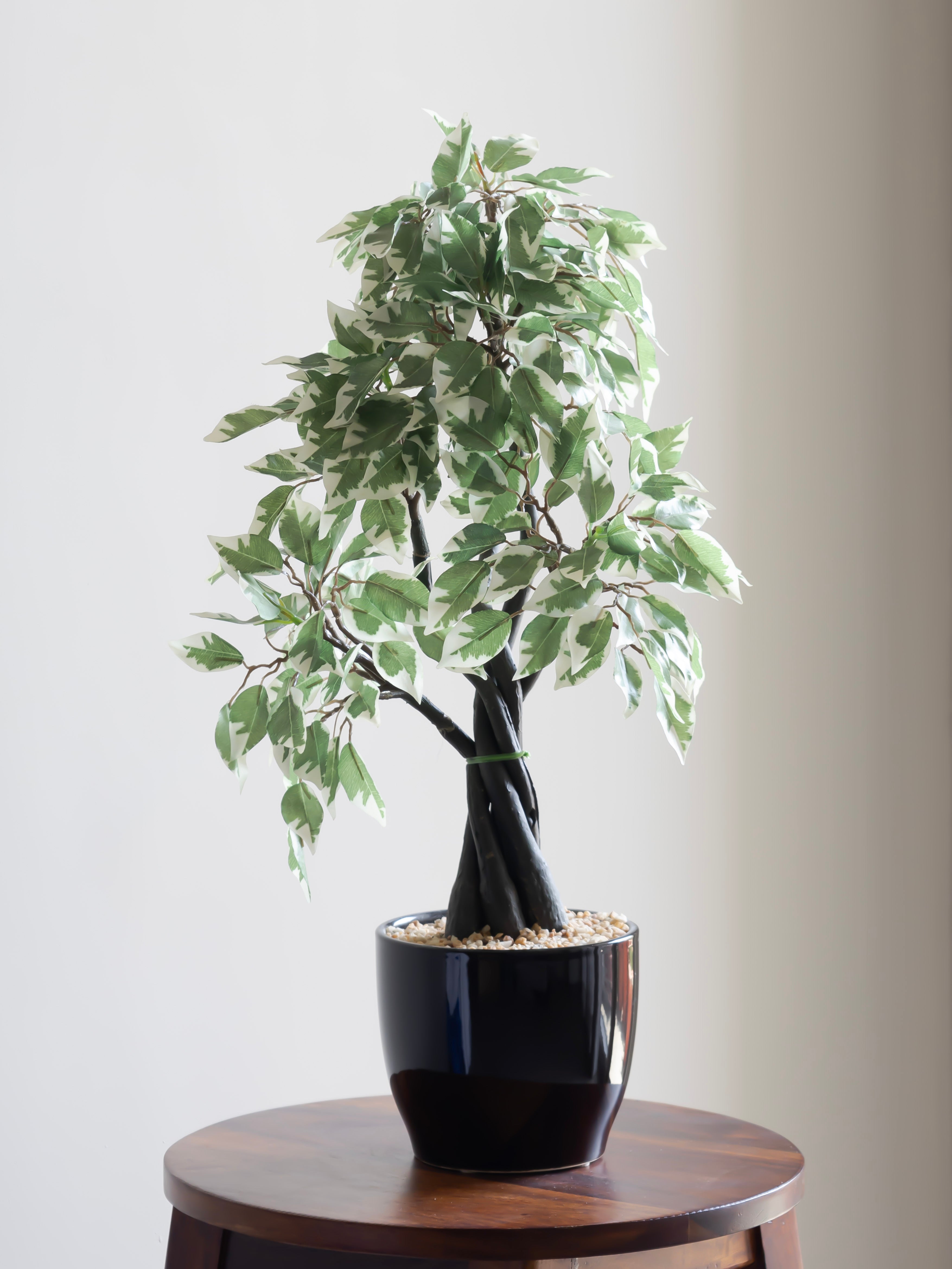 Artificial Variegated Ficus Bonsai 1.9ft
