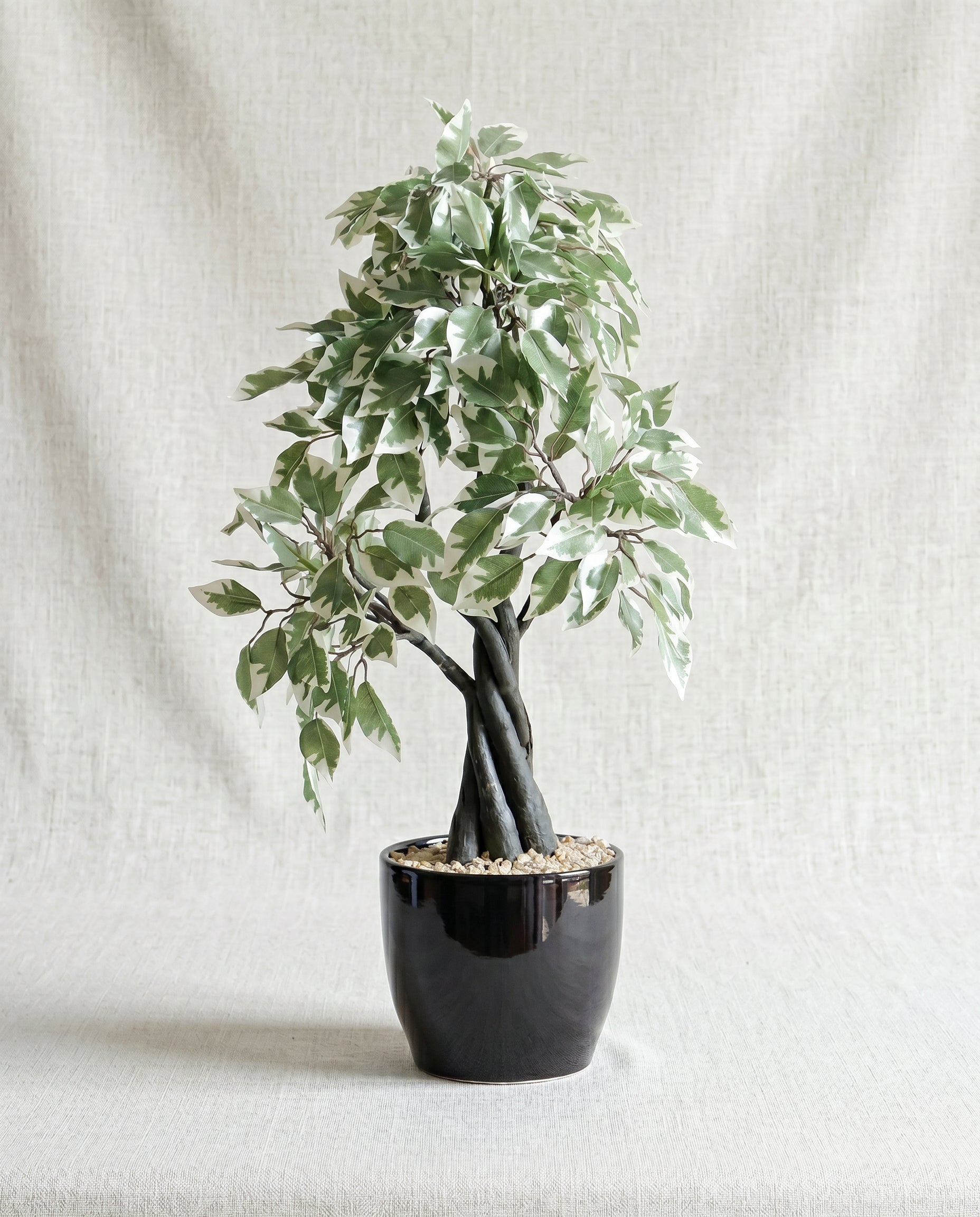 Artificial Variegated Ficus Bonsai 1.9ft