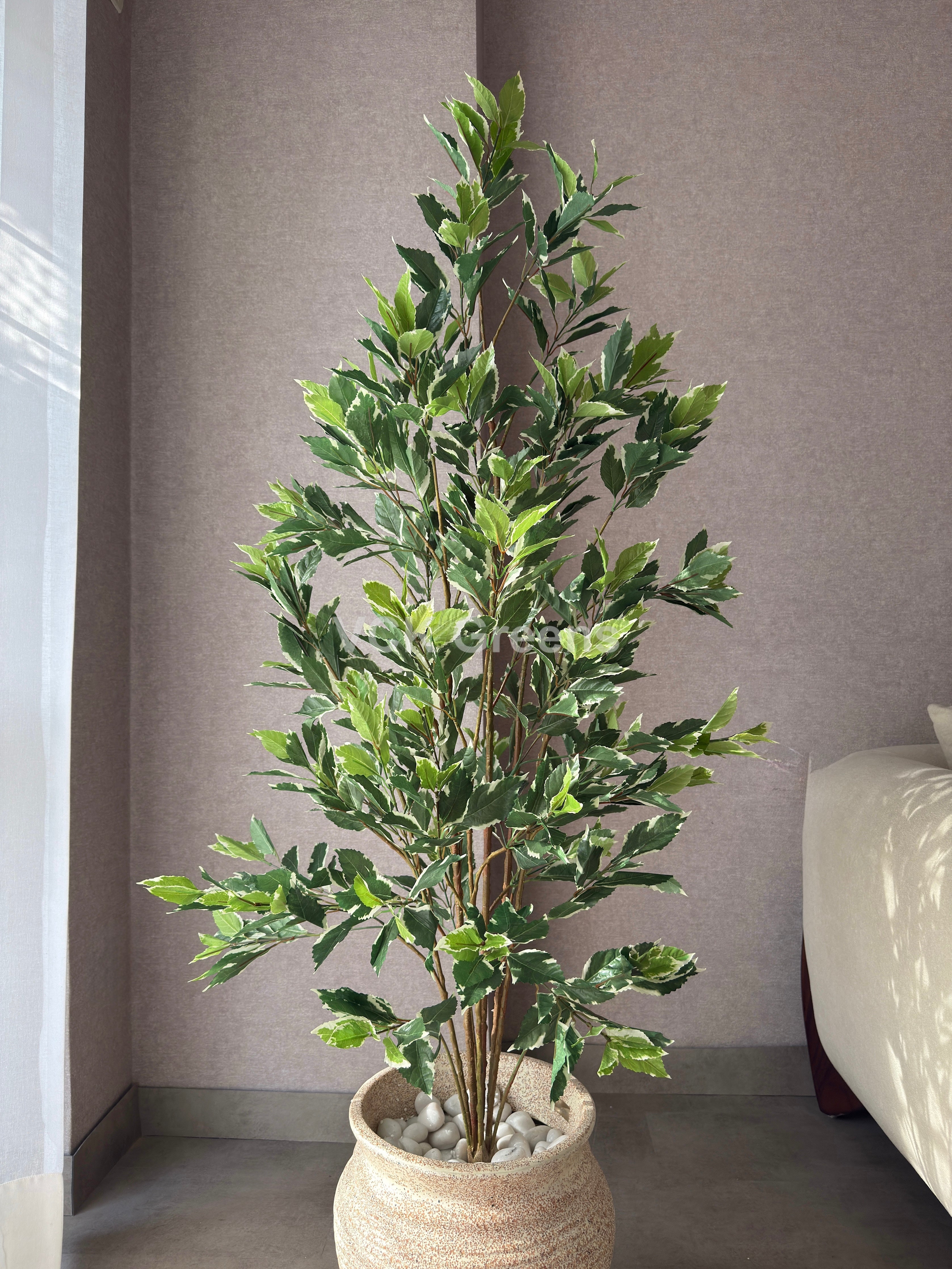 Artificial Variegated Ficus Plant 5ft