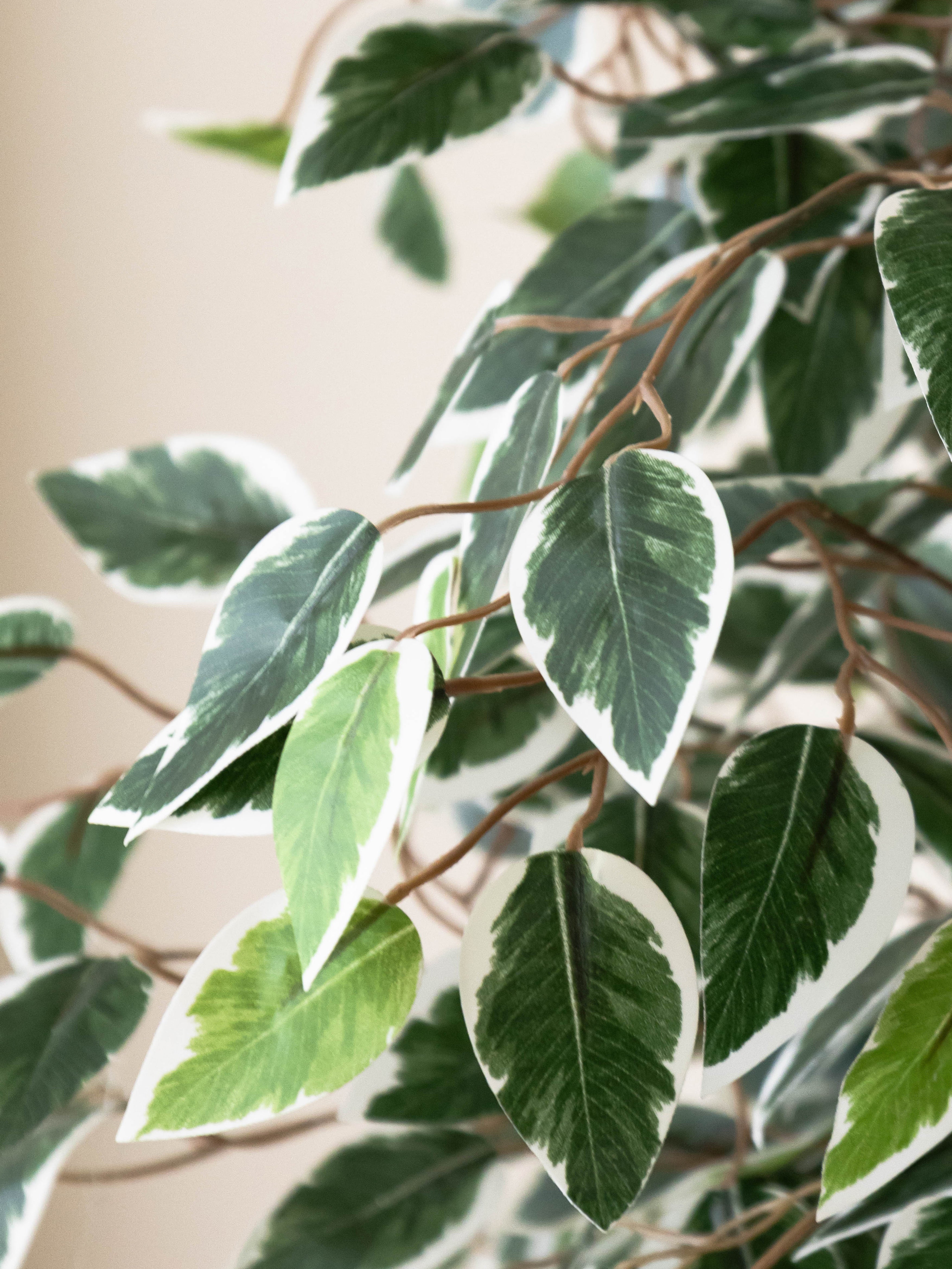 Artificial Variegated Ficus Tree 3ft