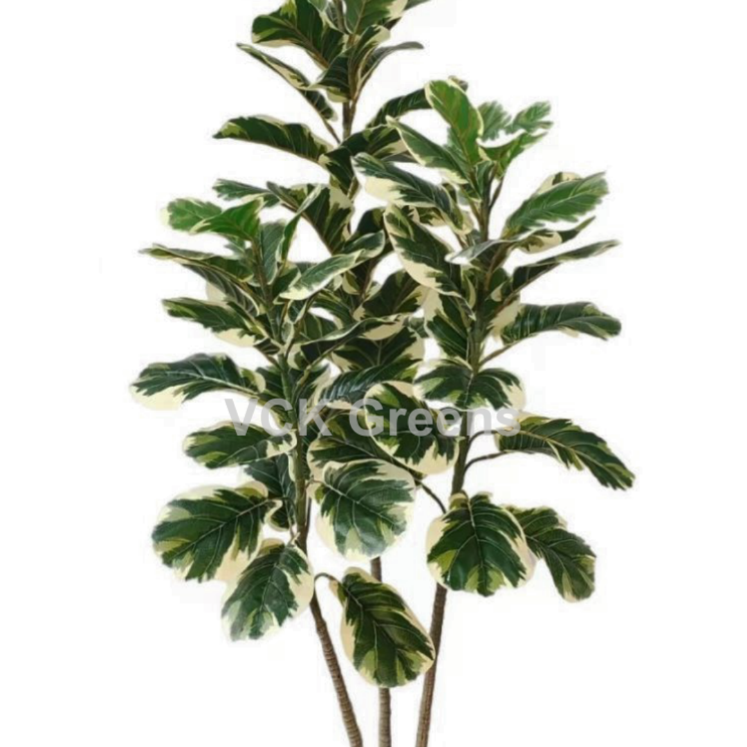 Artificial Variegated Rubber Plant 5ft With Pot