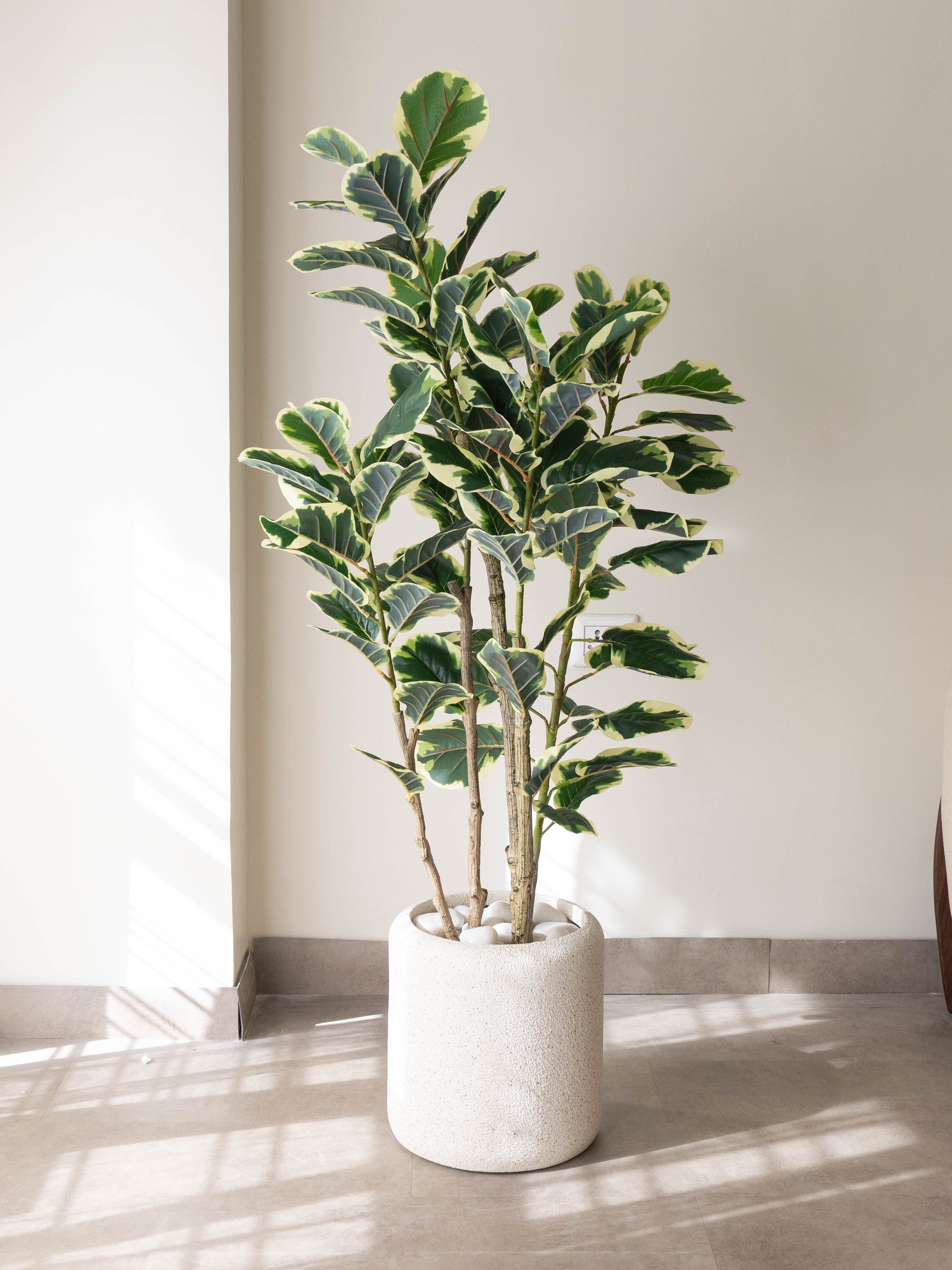 Artificial Variegated Rubber Plant 4.10ft