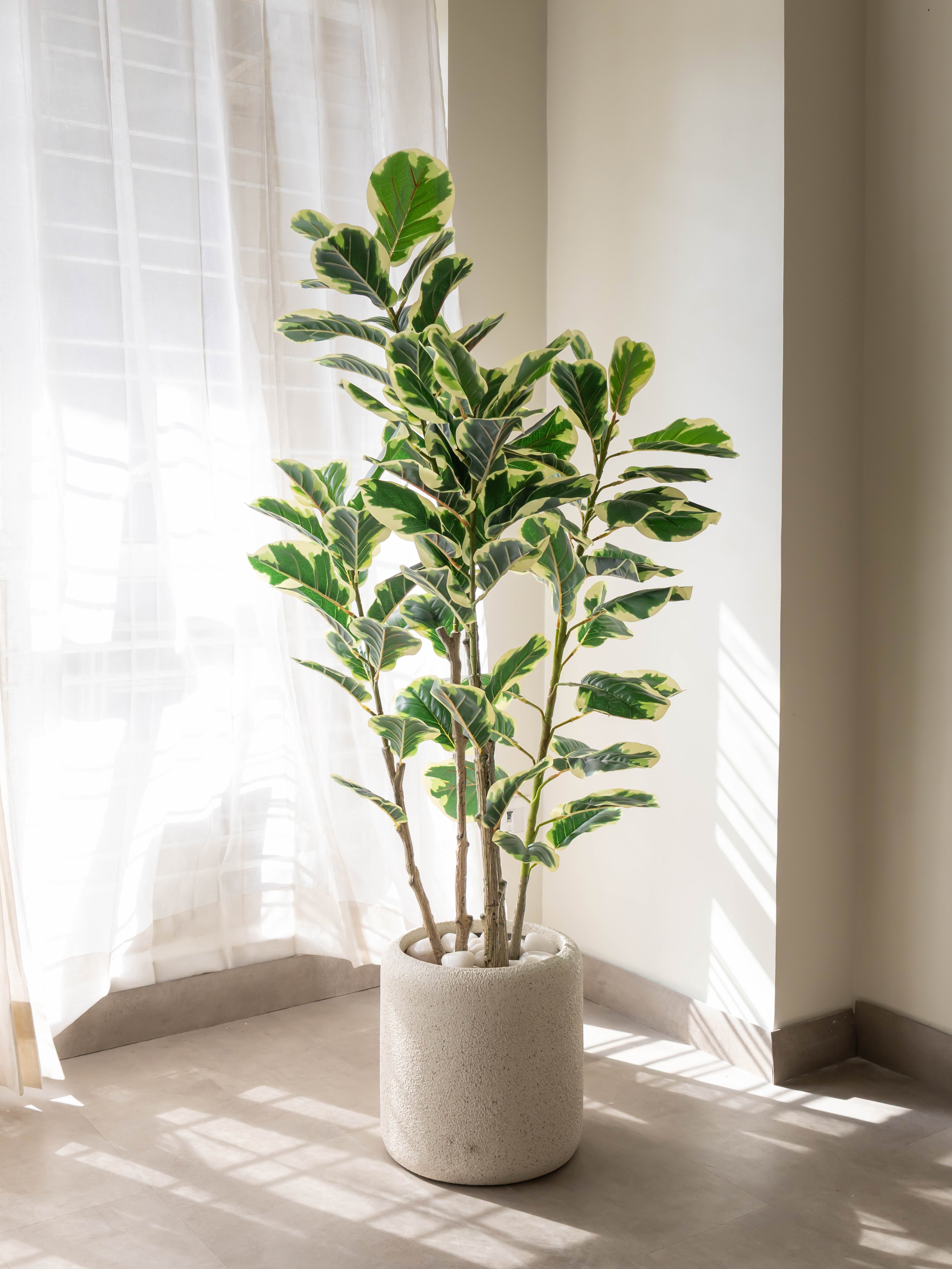 Artificial Variegated Rubber Plant 4.10ft