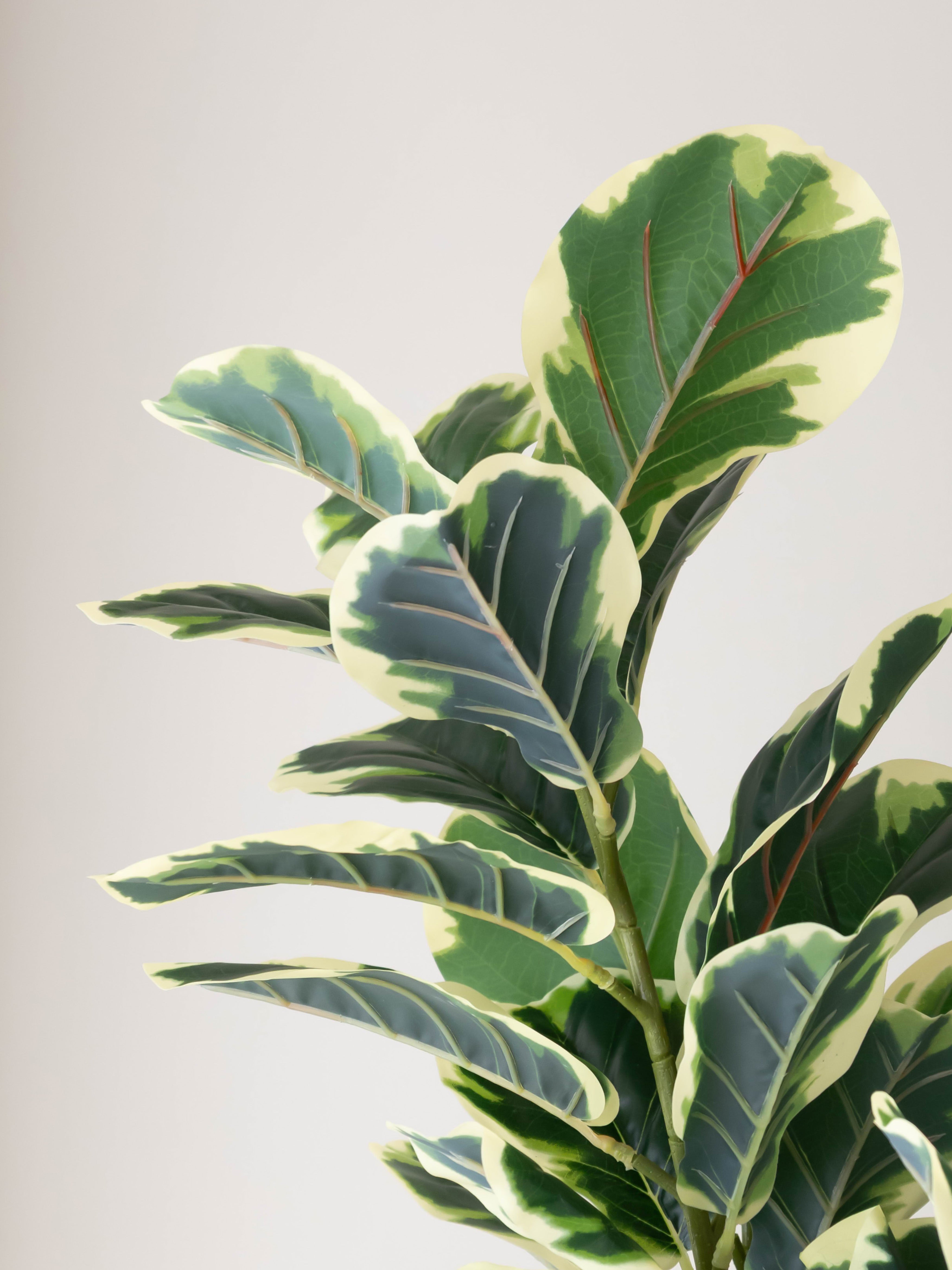 Artificial Variegated Rubber Plant 4.10ft