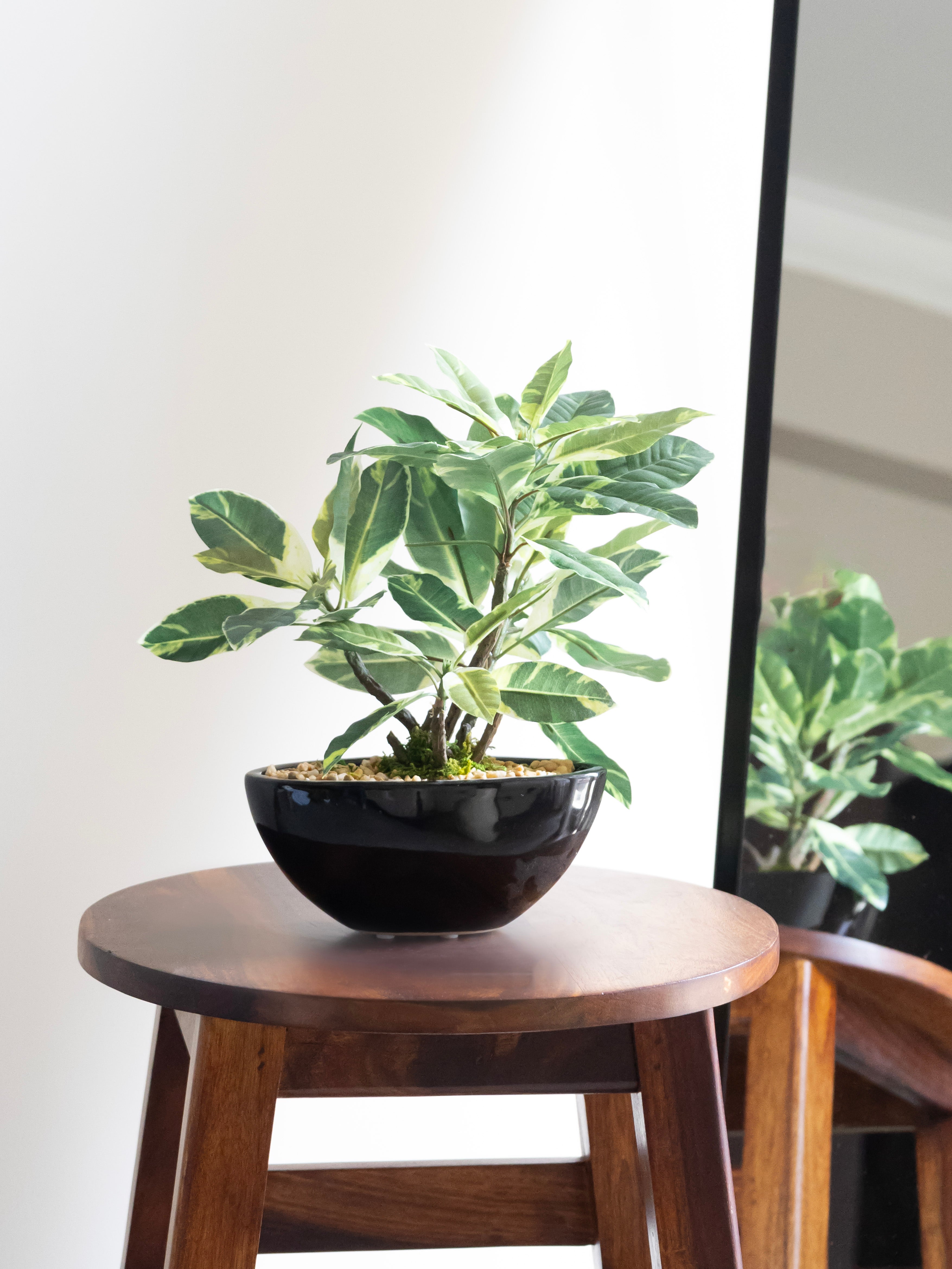 Artificial Variegated Bonsai 1ft
