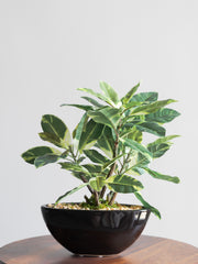 Artificial Variegated Bonsai 1ft