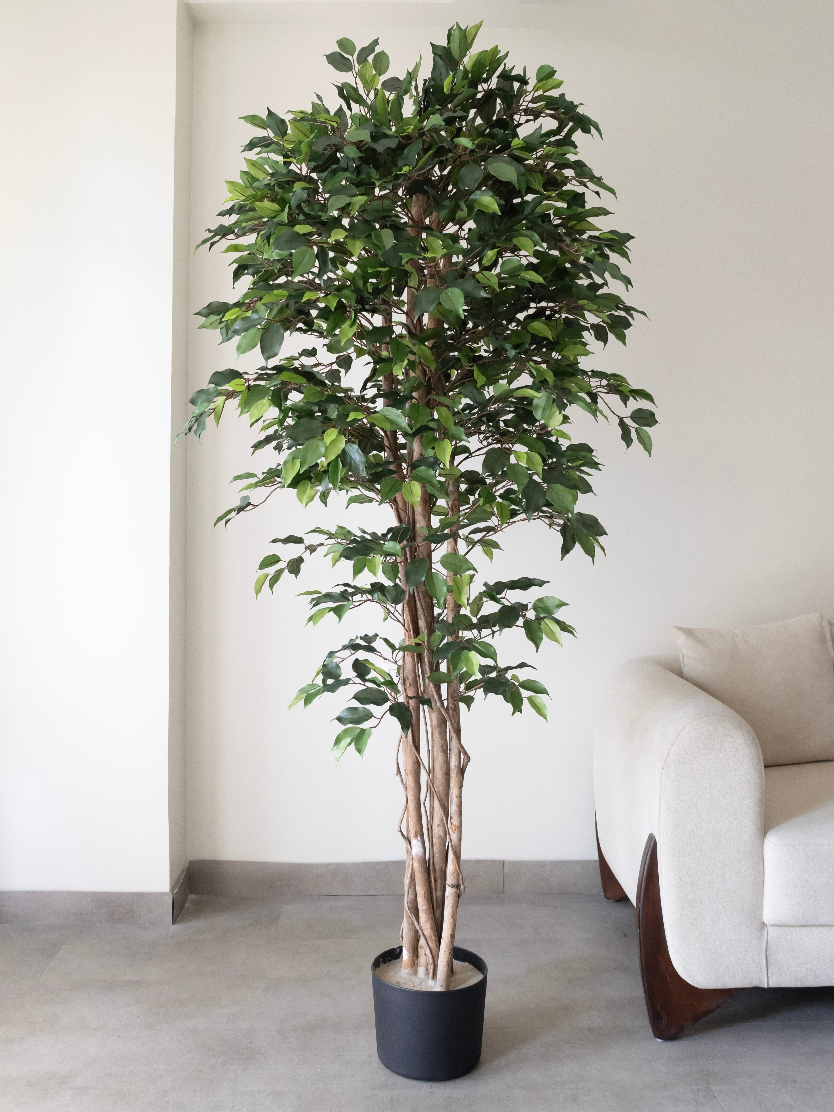 Artificial Ficus Wood Trunk Tree 7ft