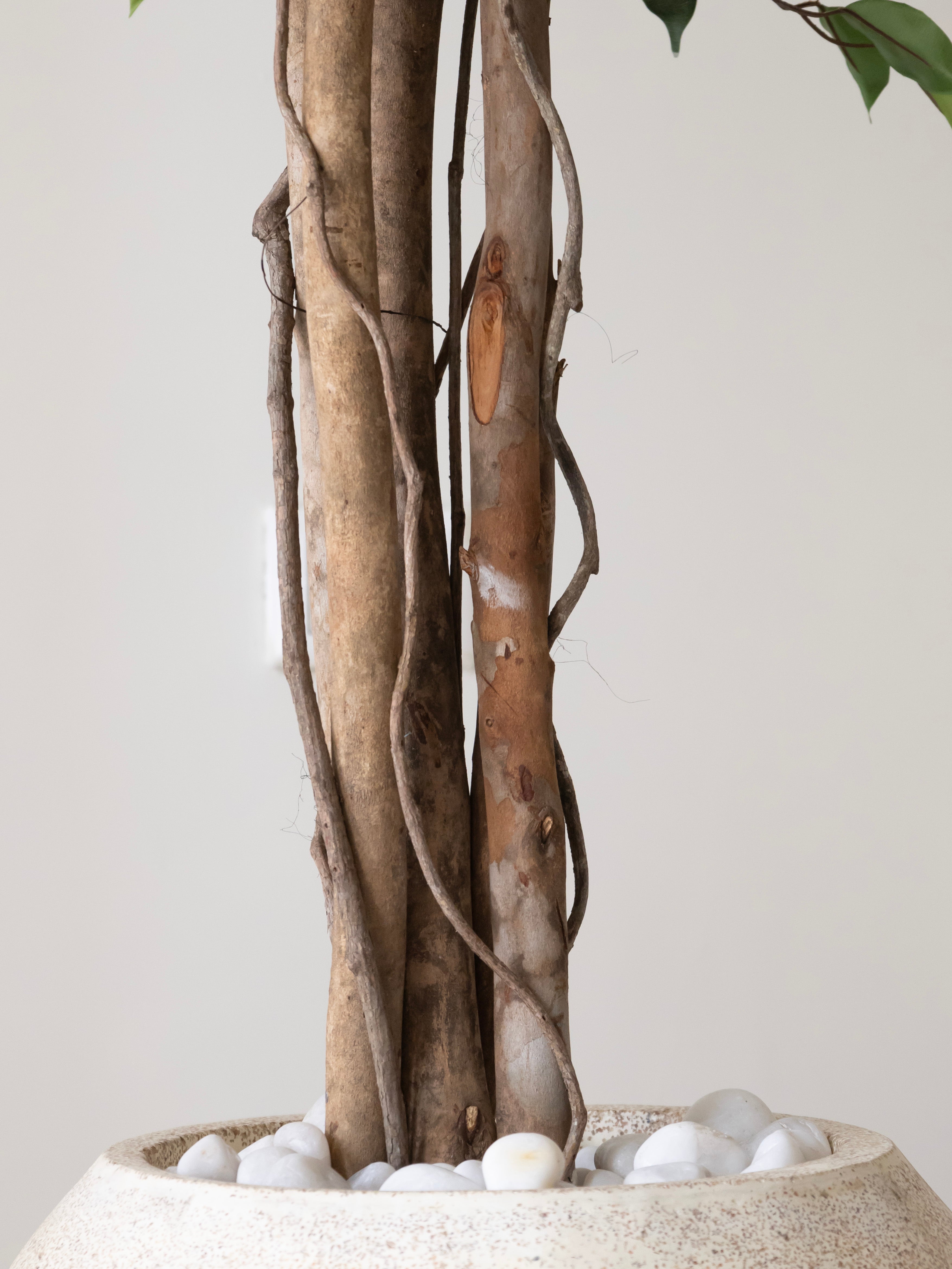 Artificial Ficus Wood Trunk Tree 7ft