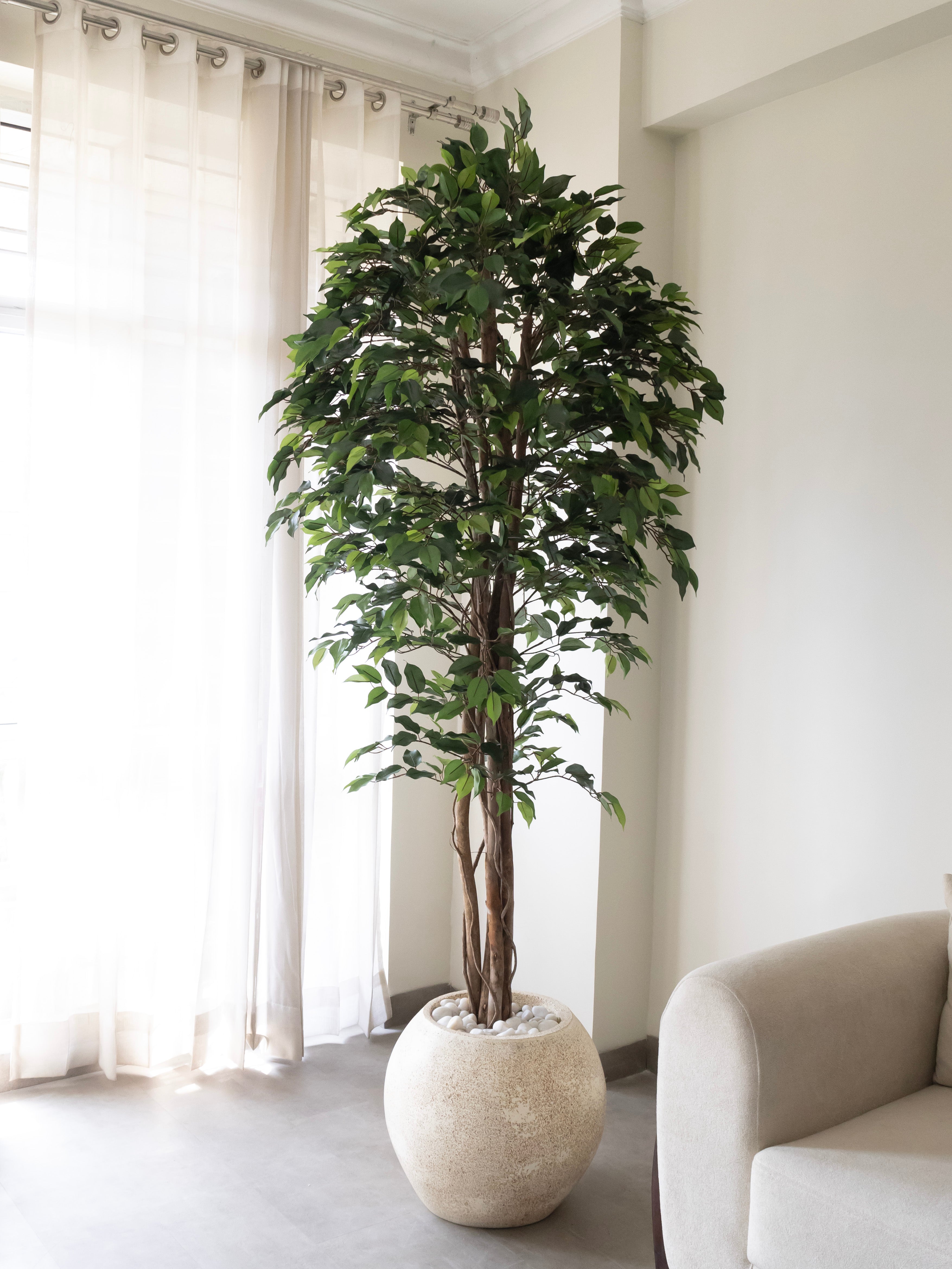 Artificial Ficus Wood Trunk Tree 7ft
