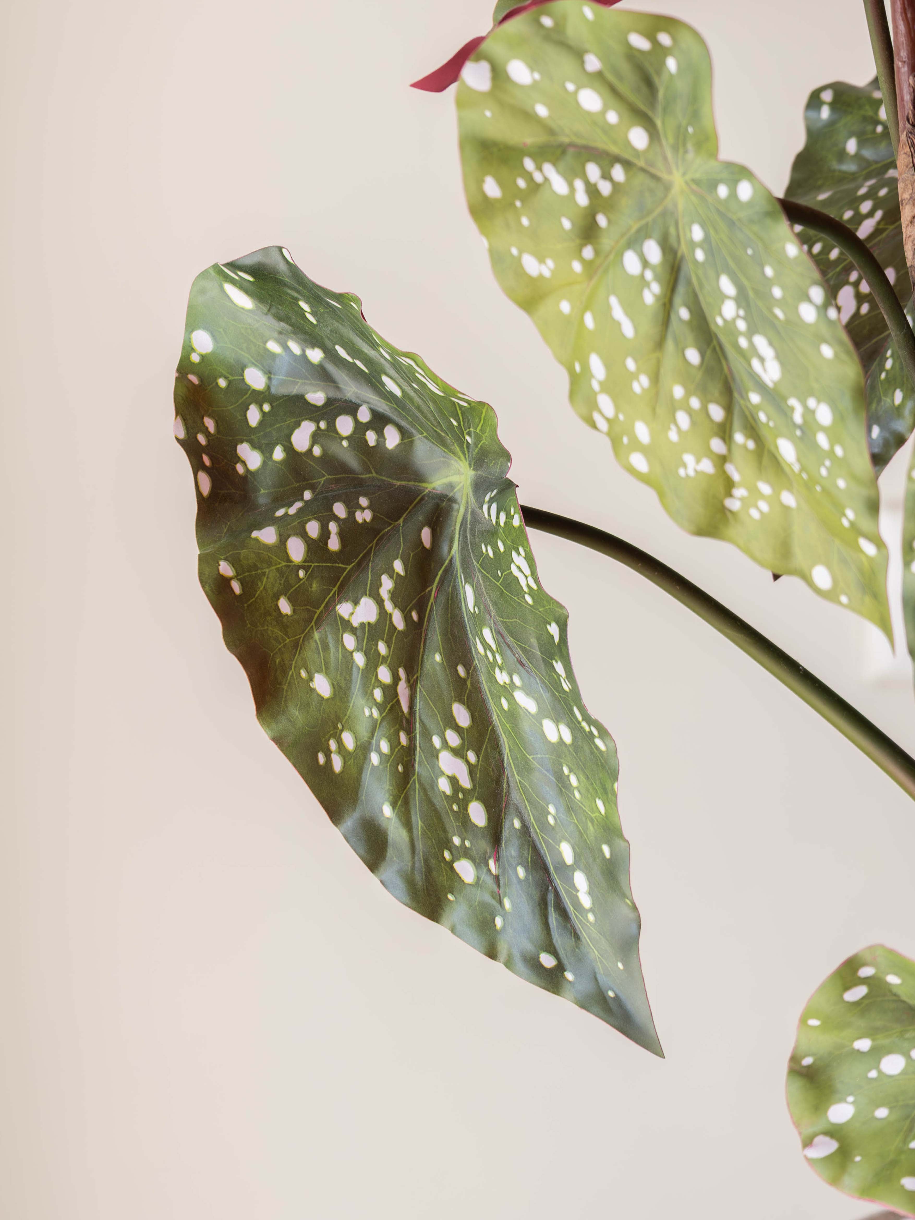 Artificial Green Begonia Maculata Plant 2.5ft