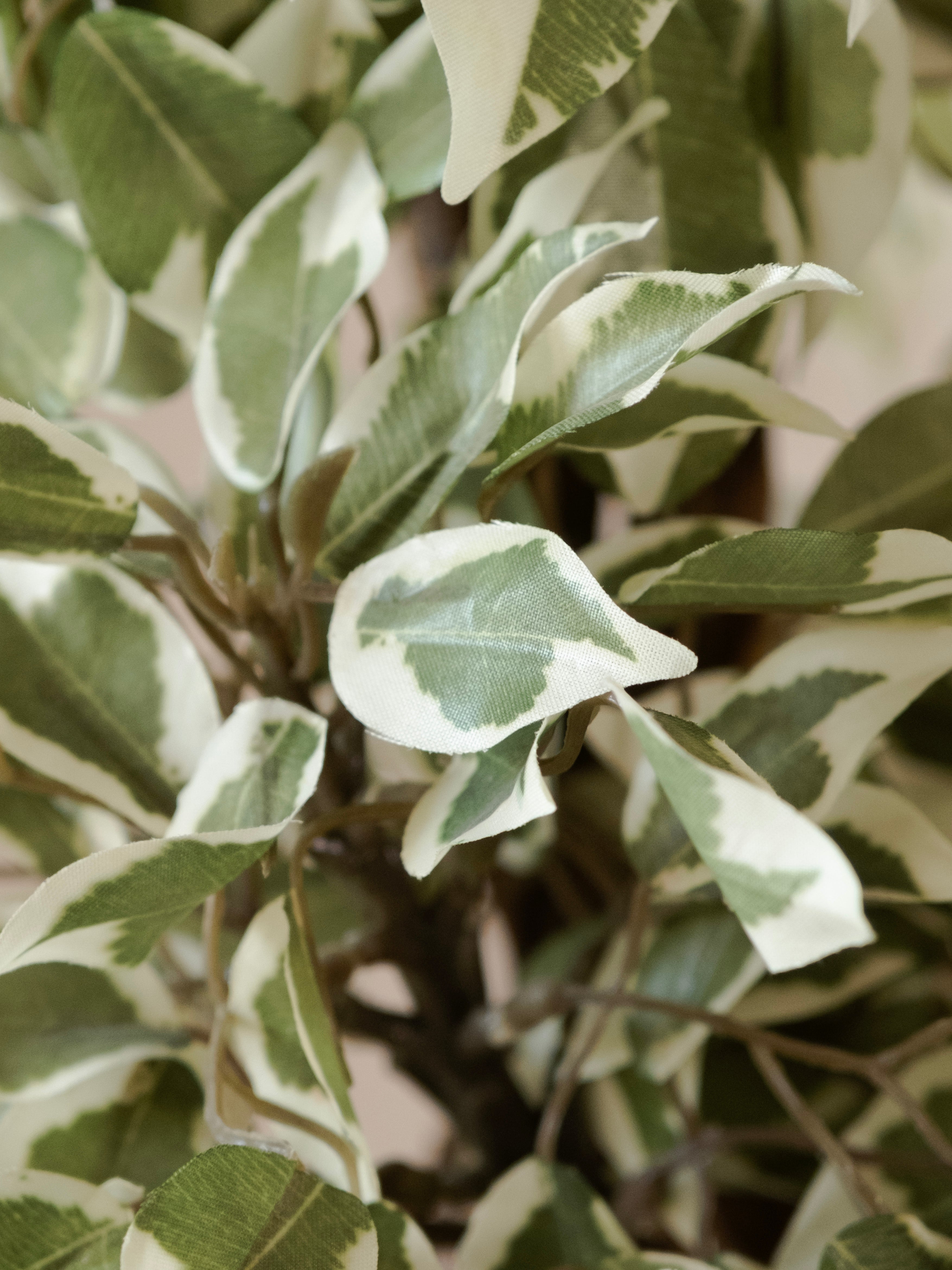 Artificial Variegated Ficus Leaf Bonsai 2ft