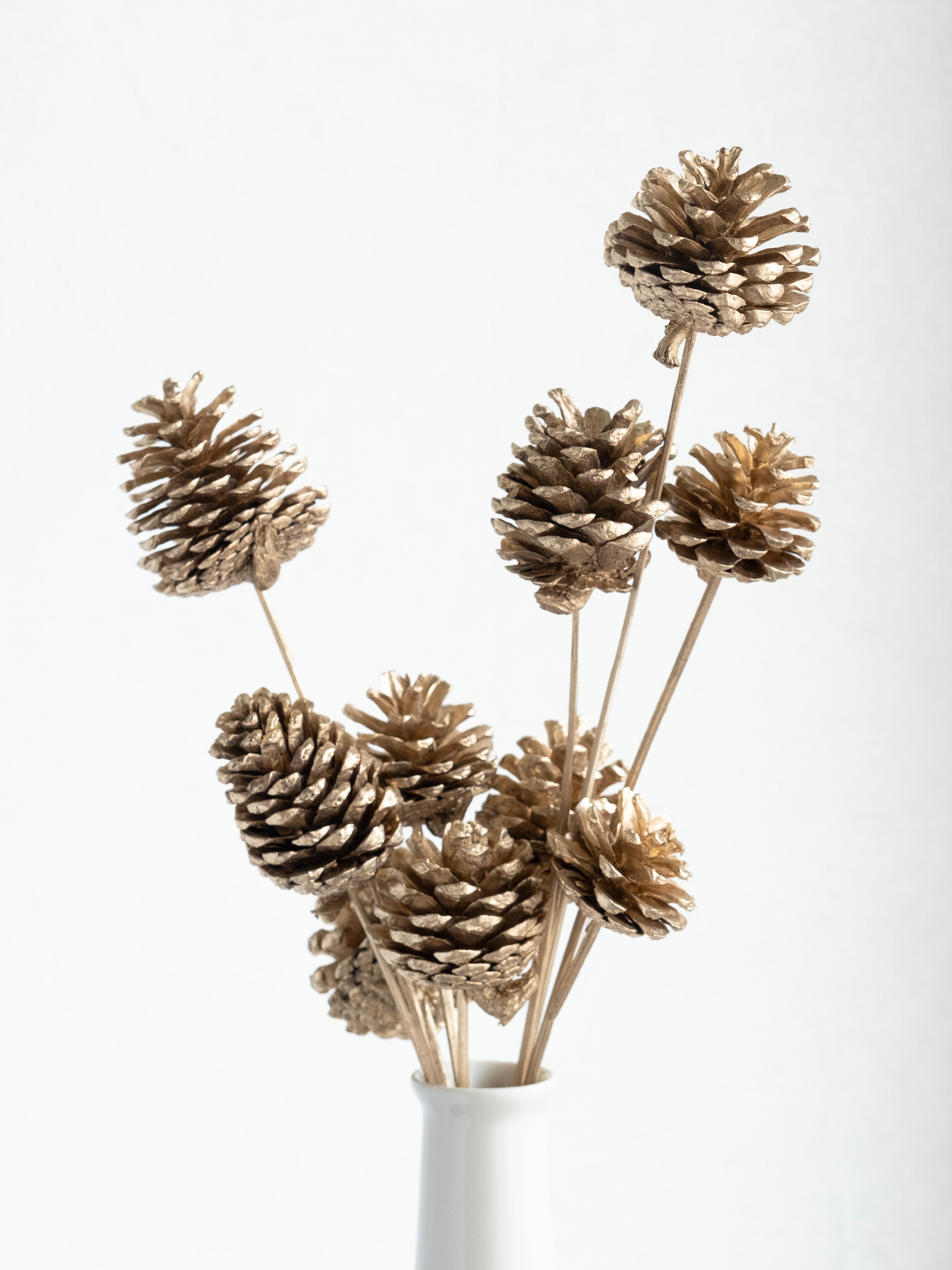 Golden Pine Cone Dried Stems – Pack of 5