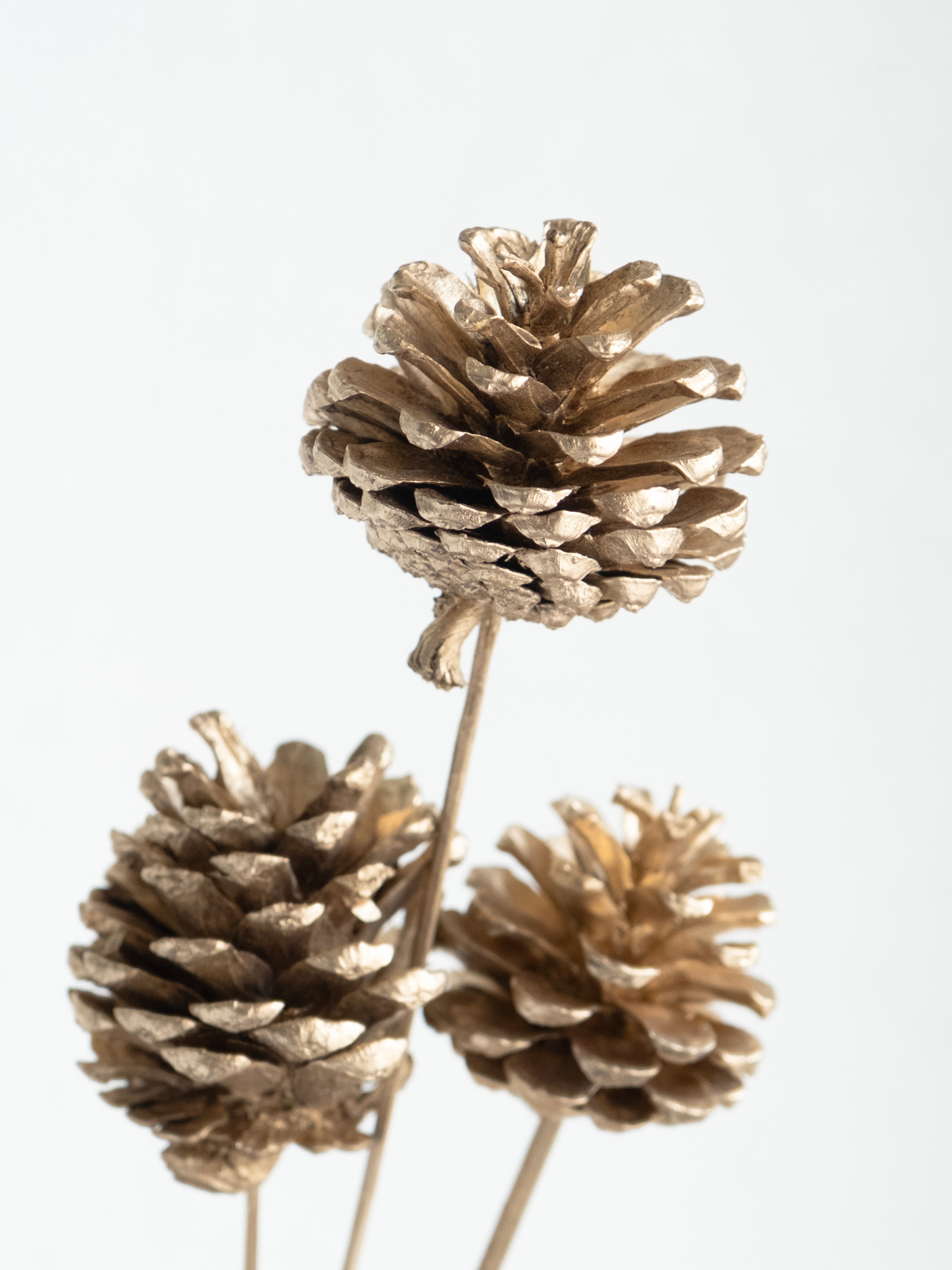 Golden Pine Cone Dried Stems – Pack of 5