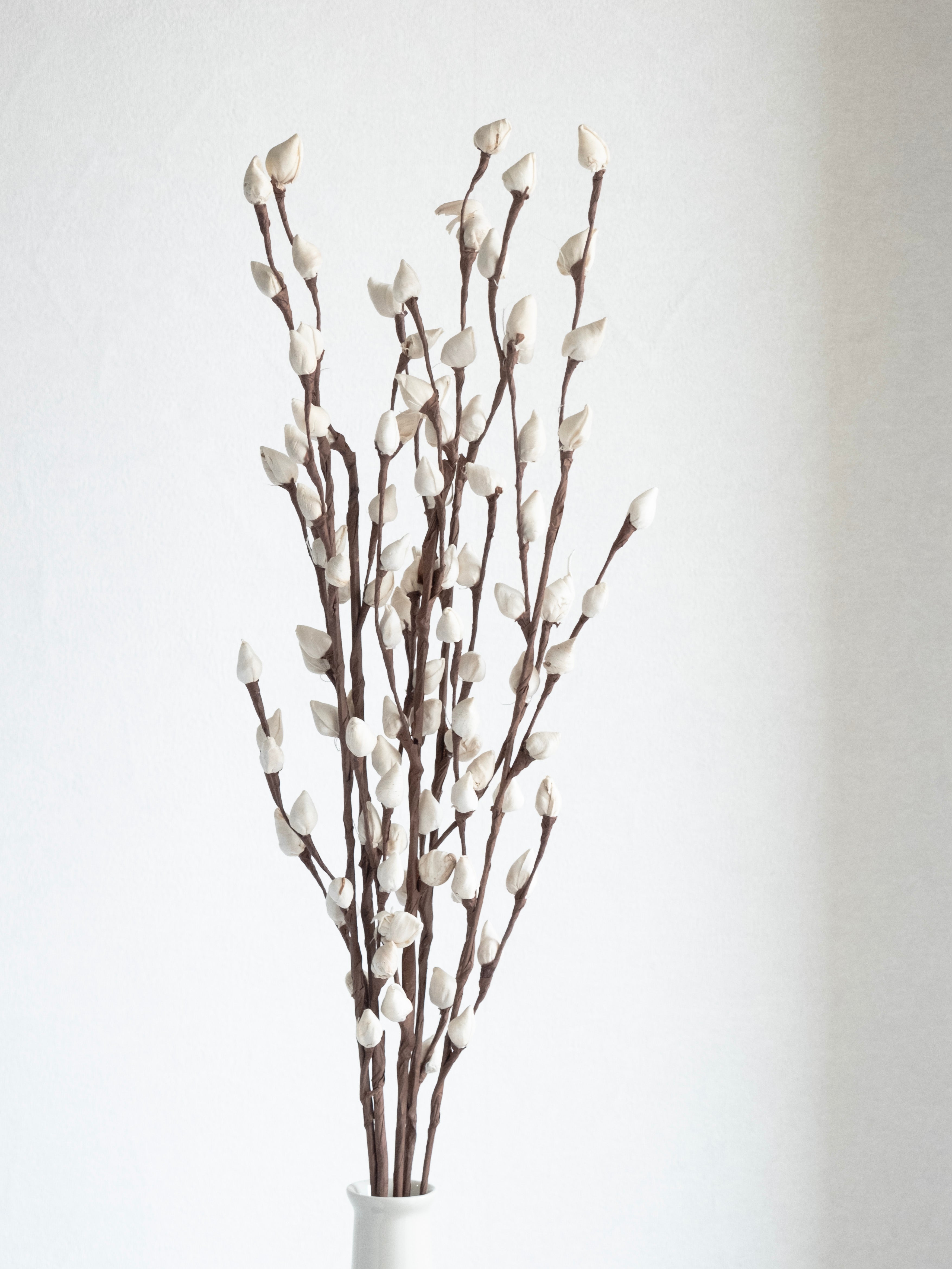 White Bud Rose Dried Stems – Pack of 3