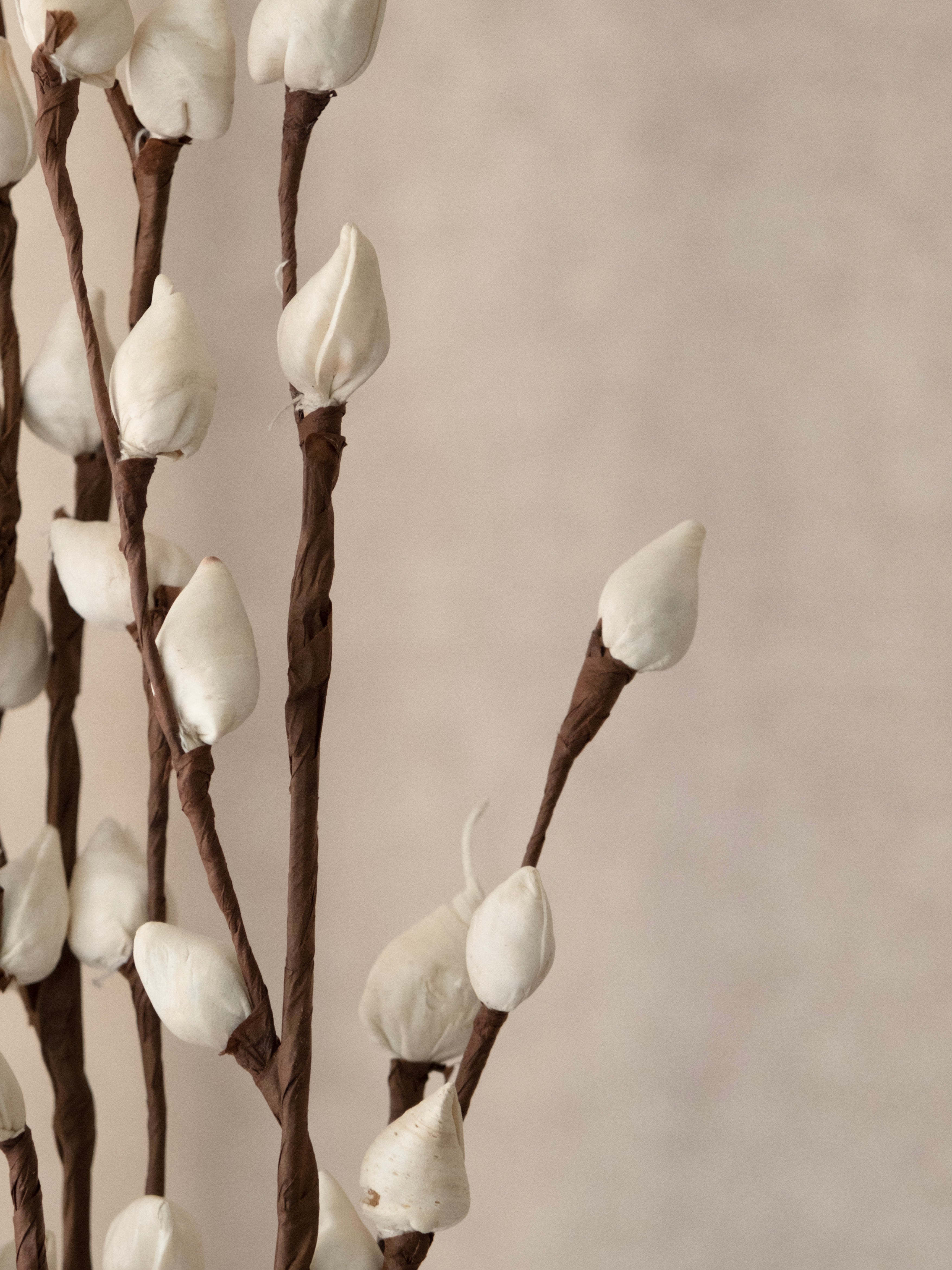 White Bud Rose Dried Stems – Pack of 3