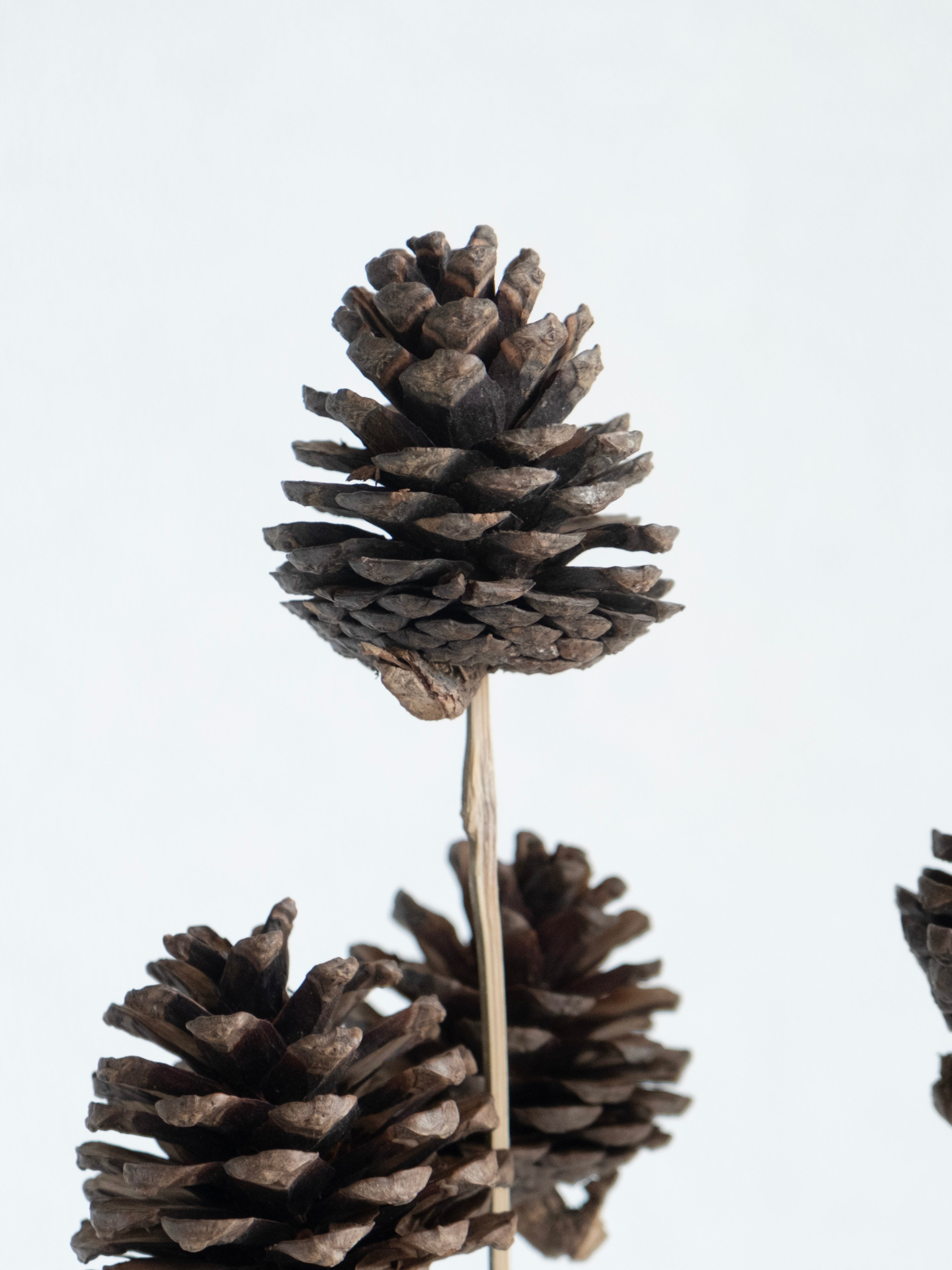 Natural Pine Cone Dried Stems – Pack of 5