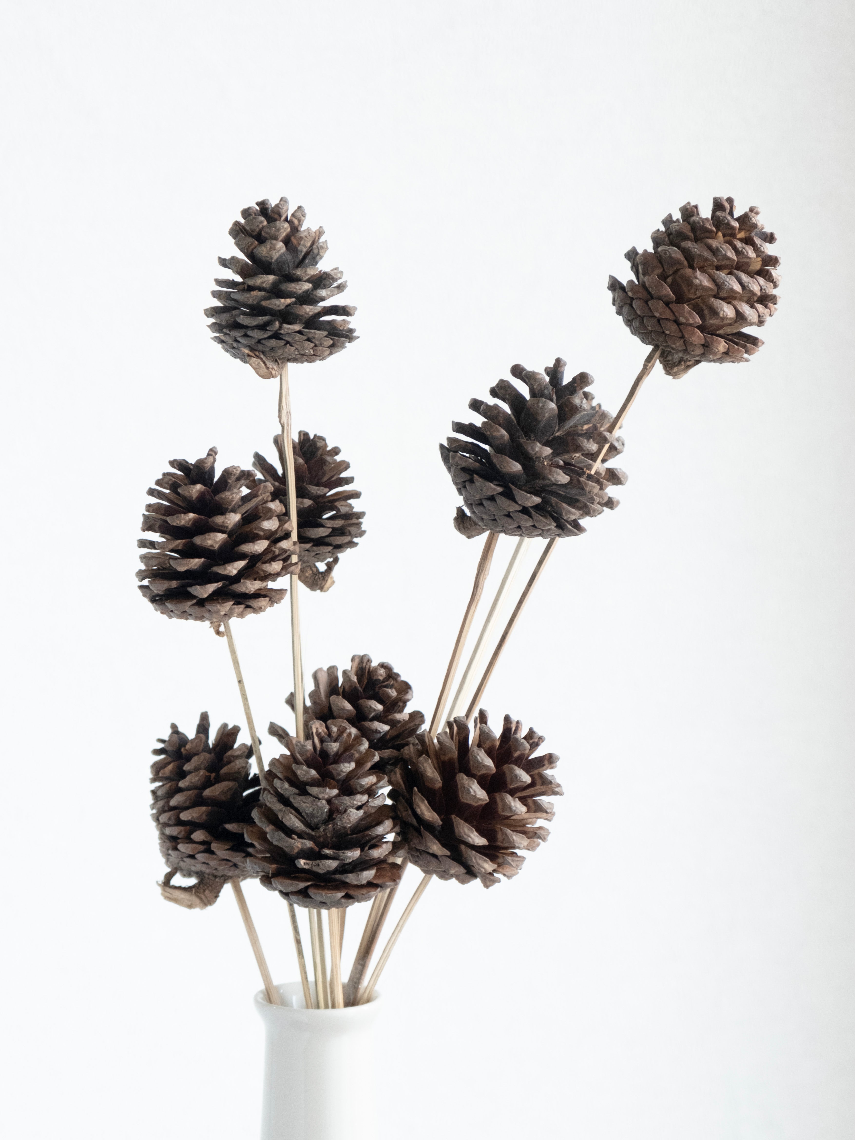 Natural Pine Cone Dried Stems – Pack of 5