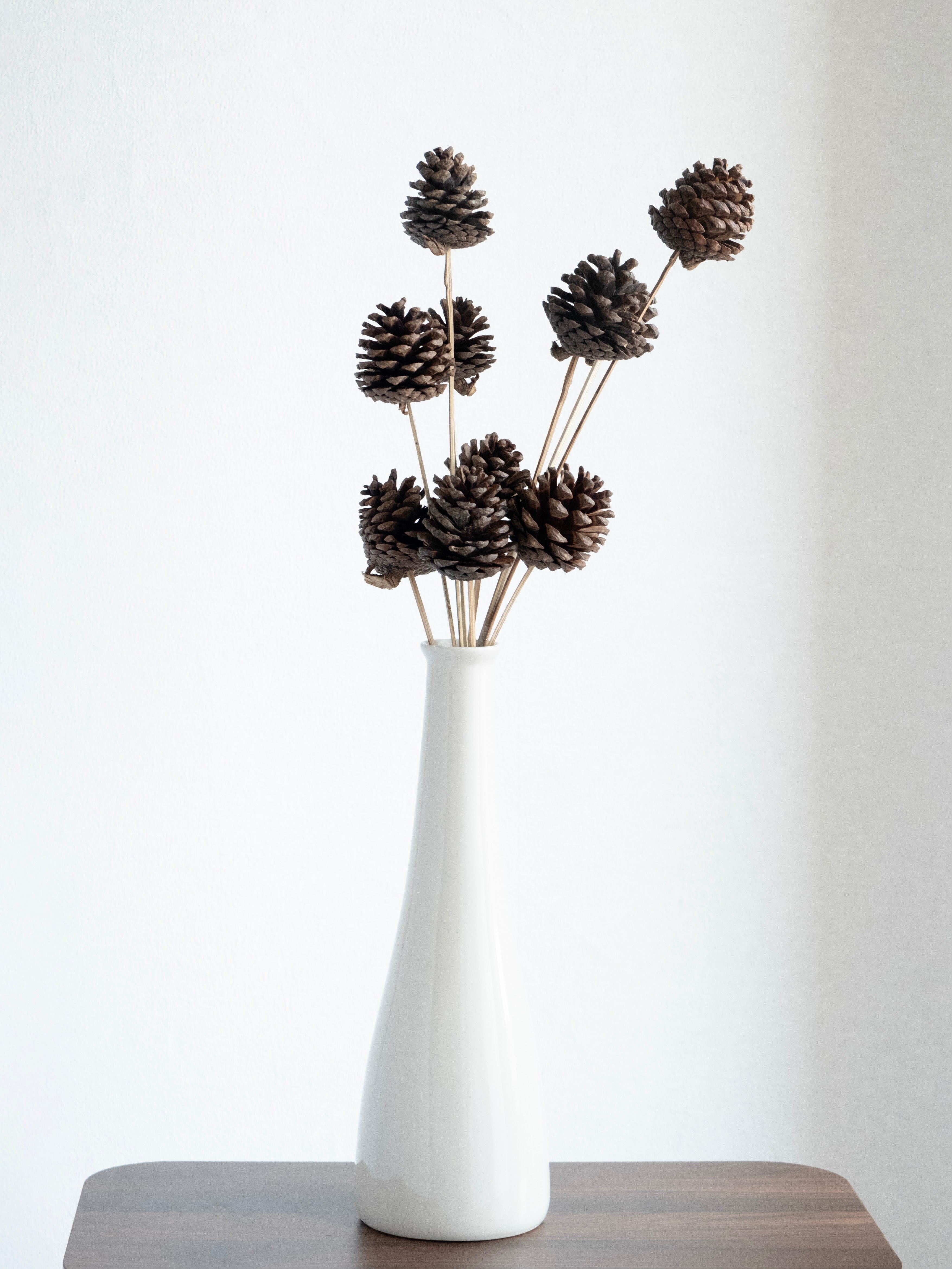 Natural Pine Cone Dried Stems – Pack of 5