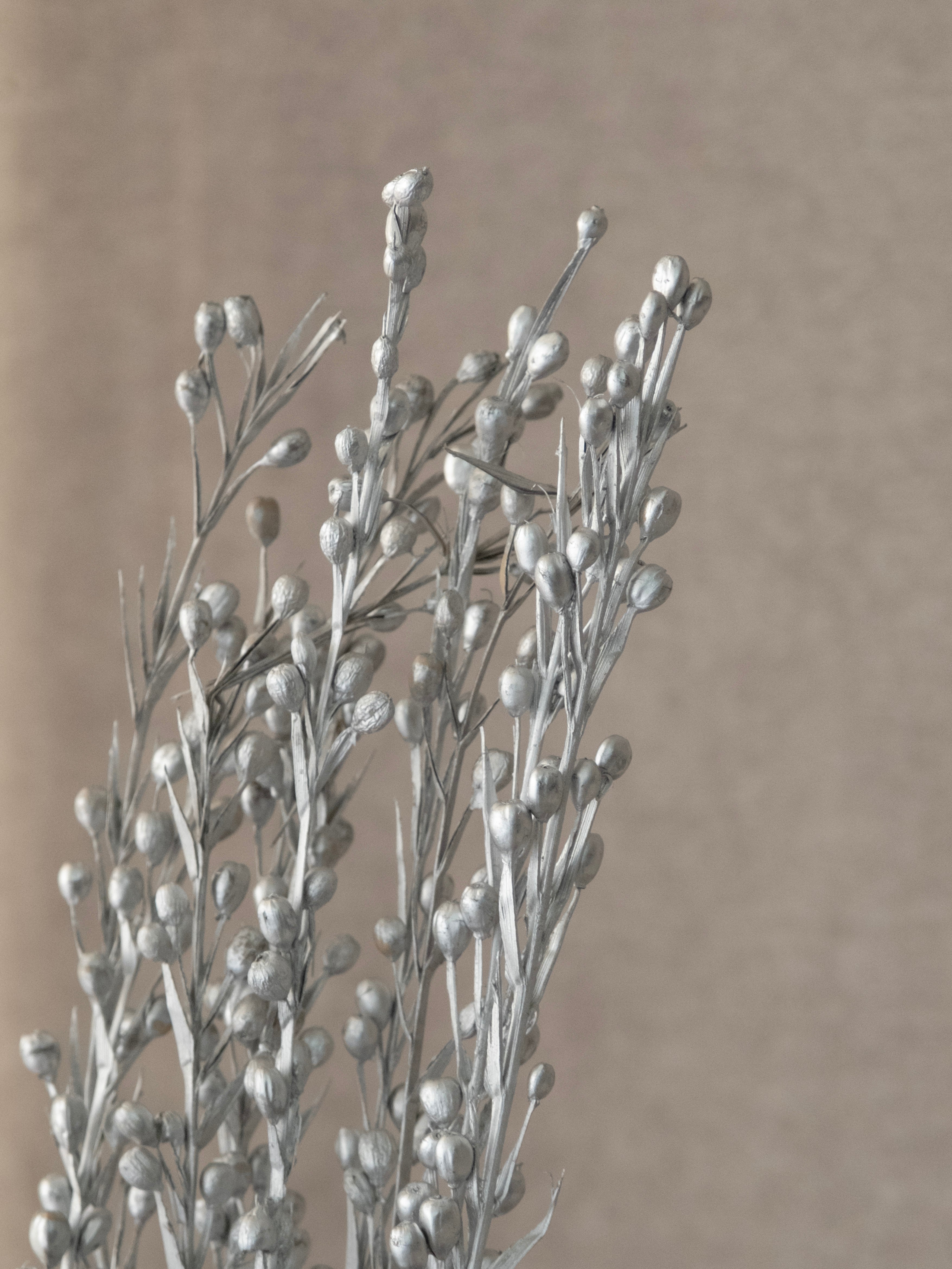 Dried Sparkle Flower Stems – Pack of 5