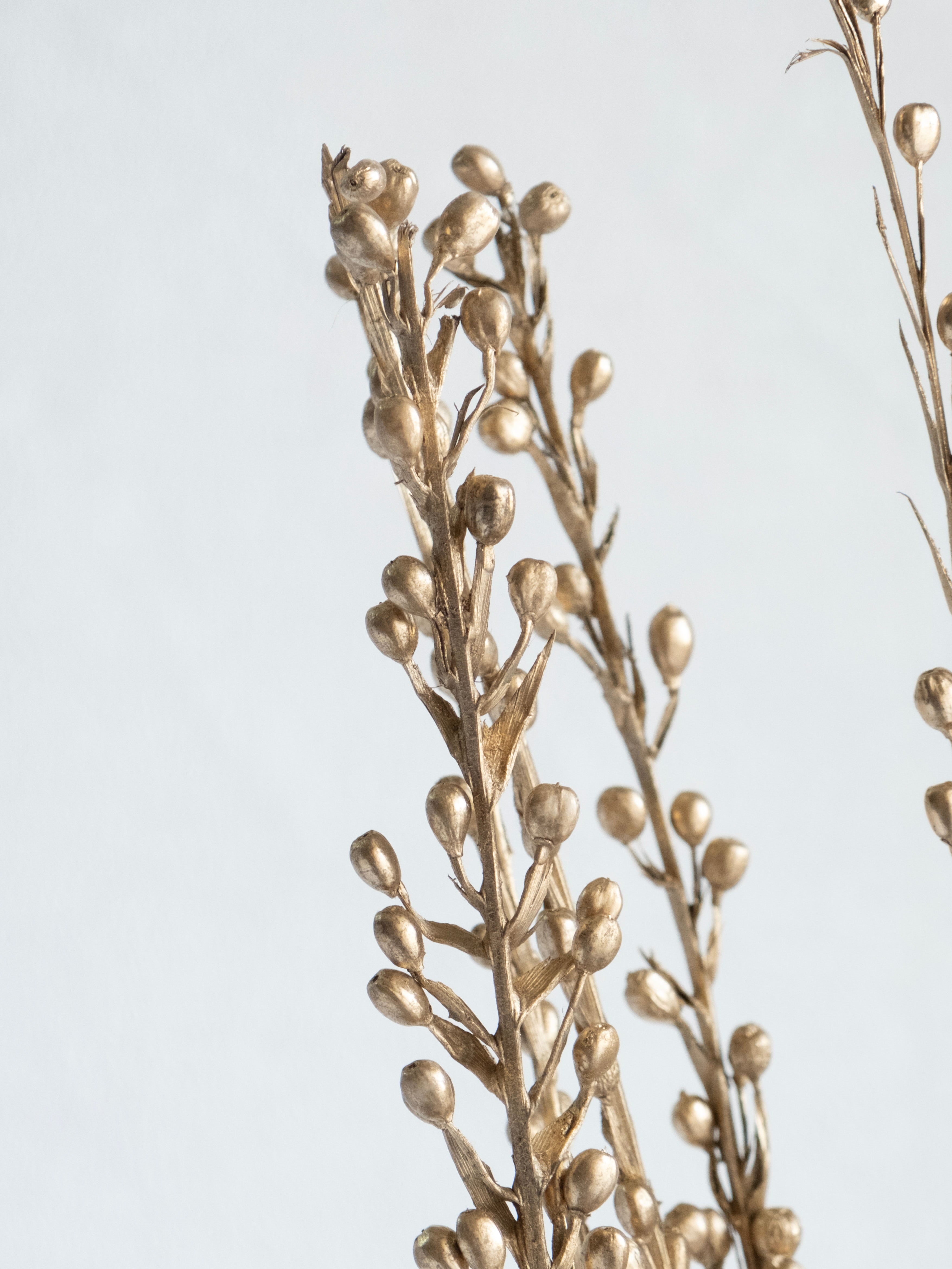 Dried Sparkle Flower Stems – Pack of 5