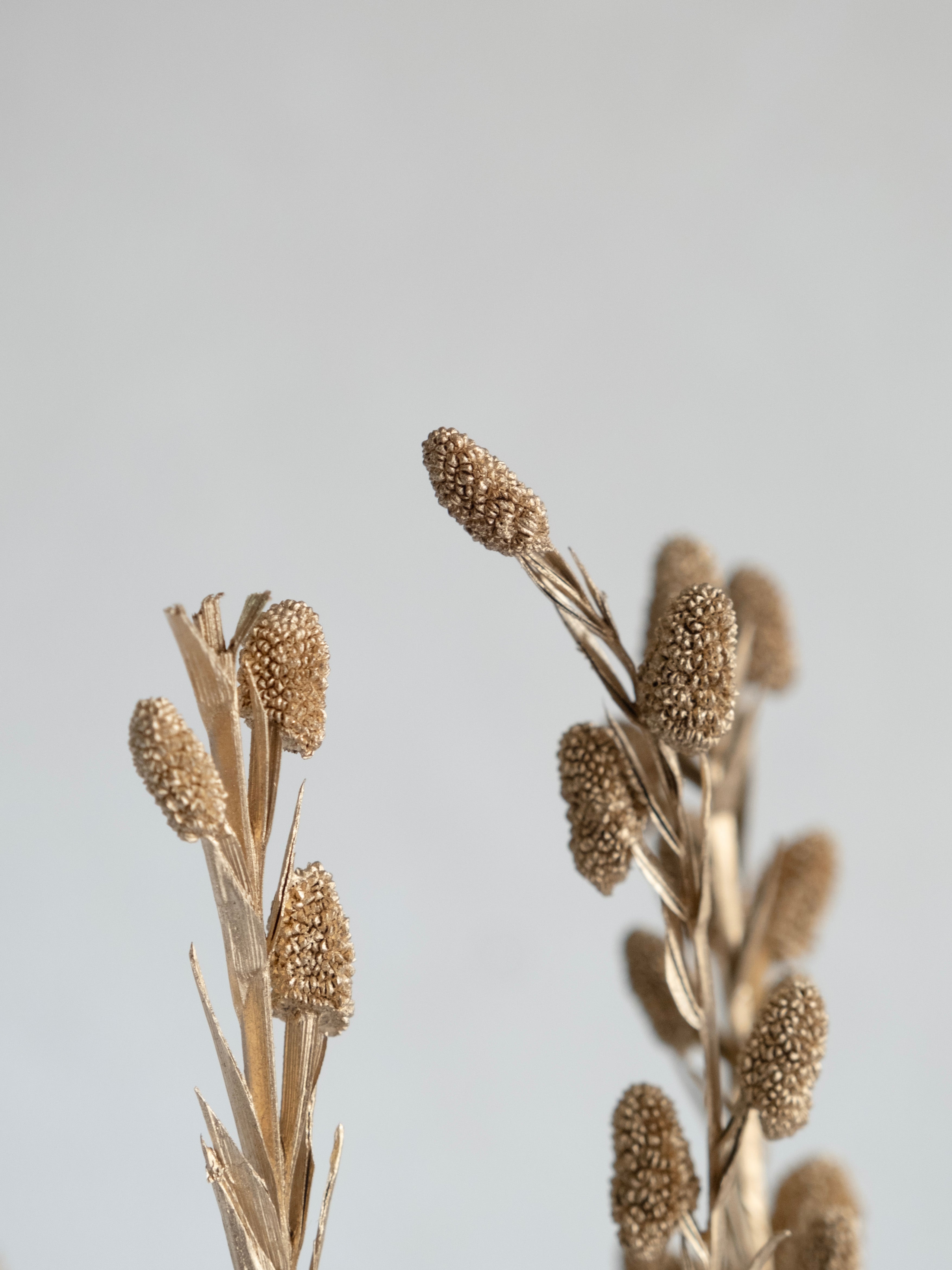 Golden Dried Sparkle Stems – Pack of 5