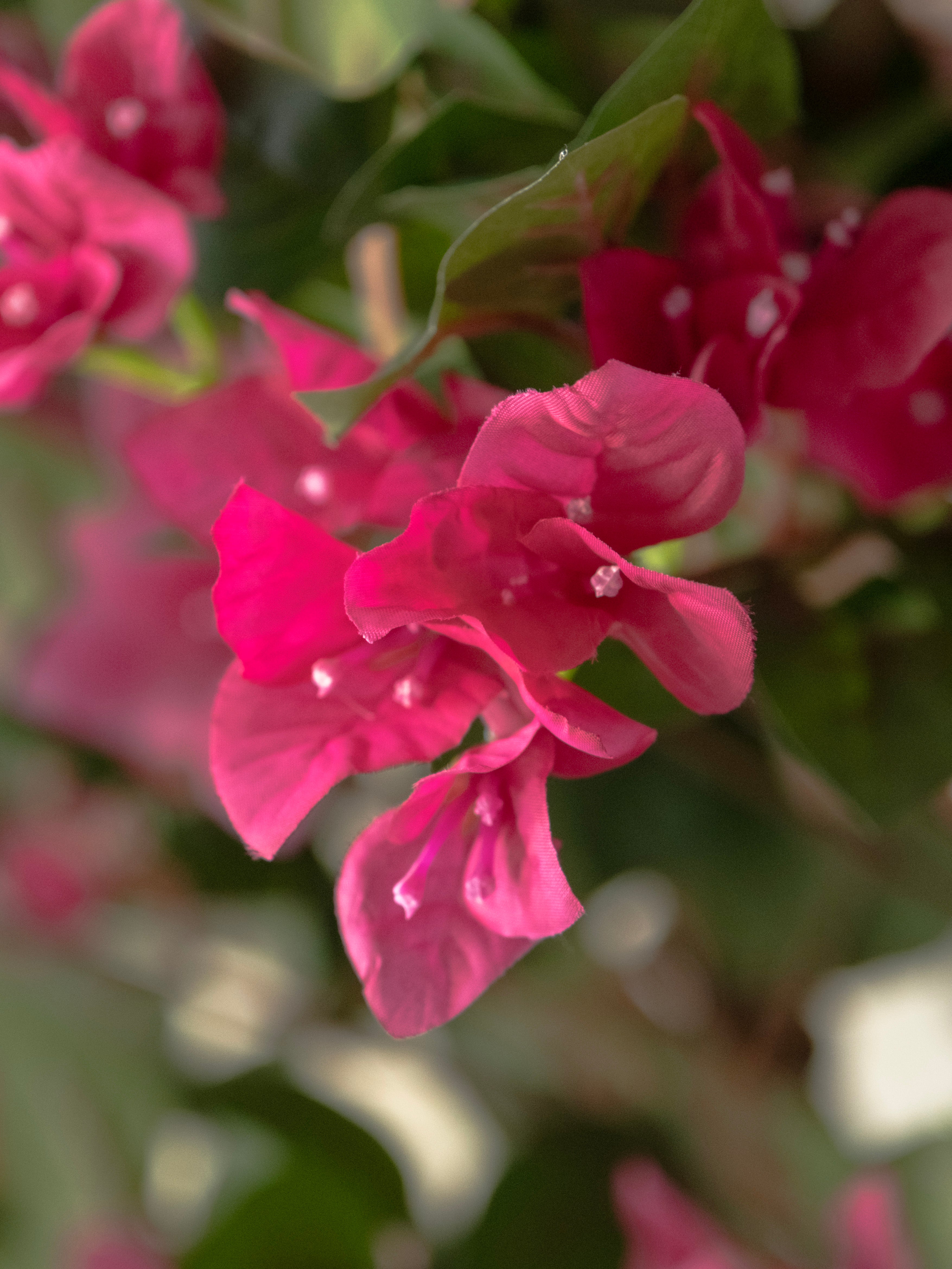 Artificial Bougainvillea Tree 7ft