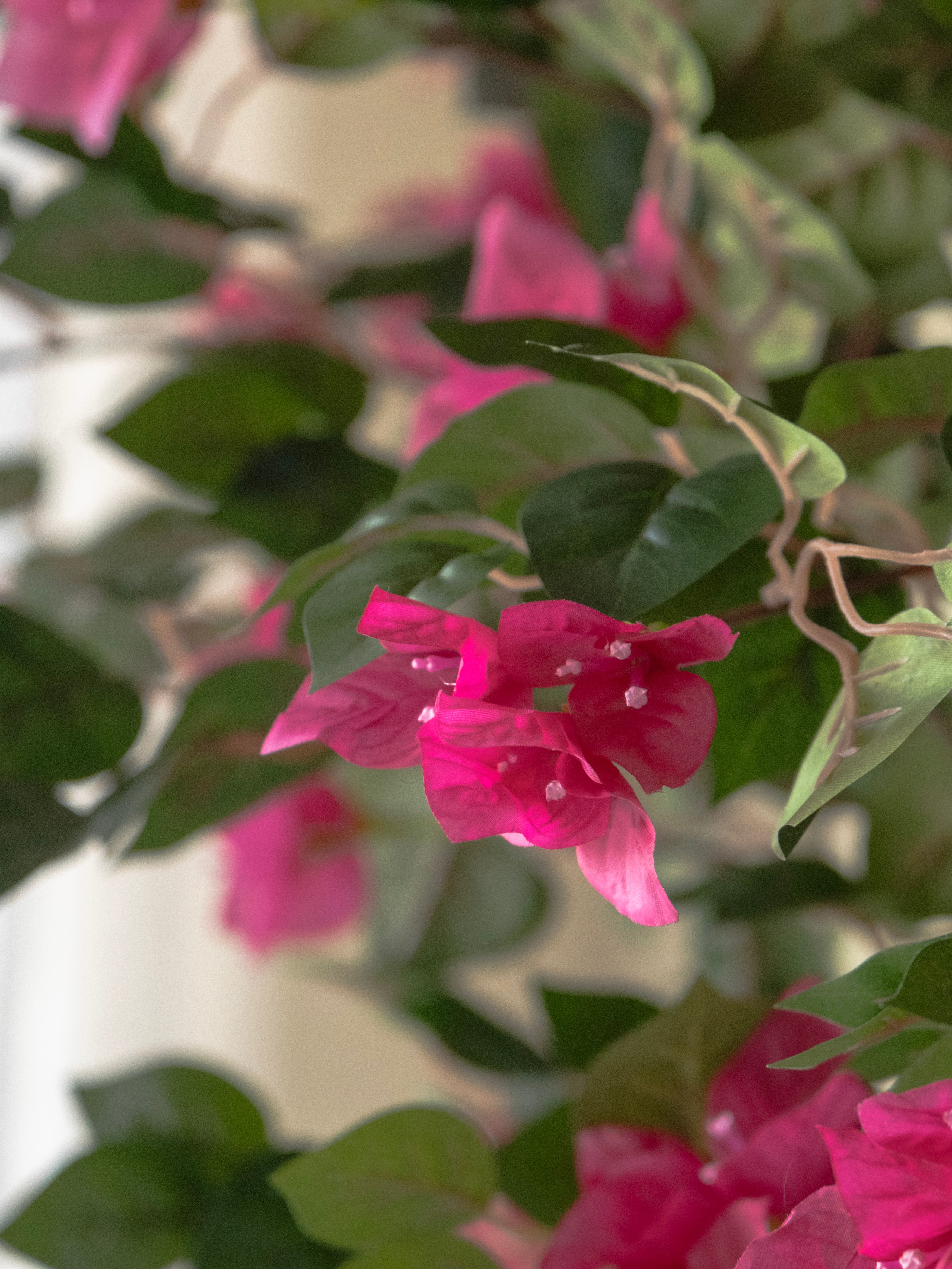 Artificial Lush Pink Bougainvillea Tree 6ft