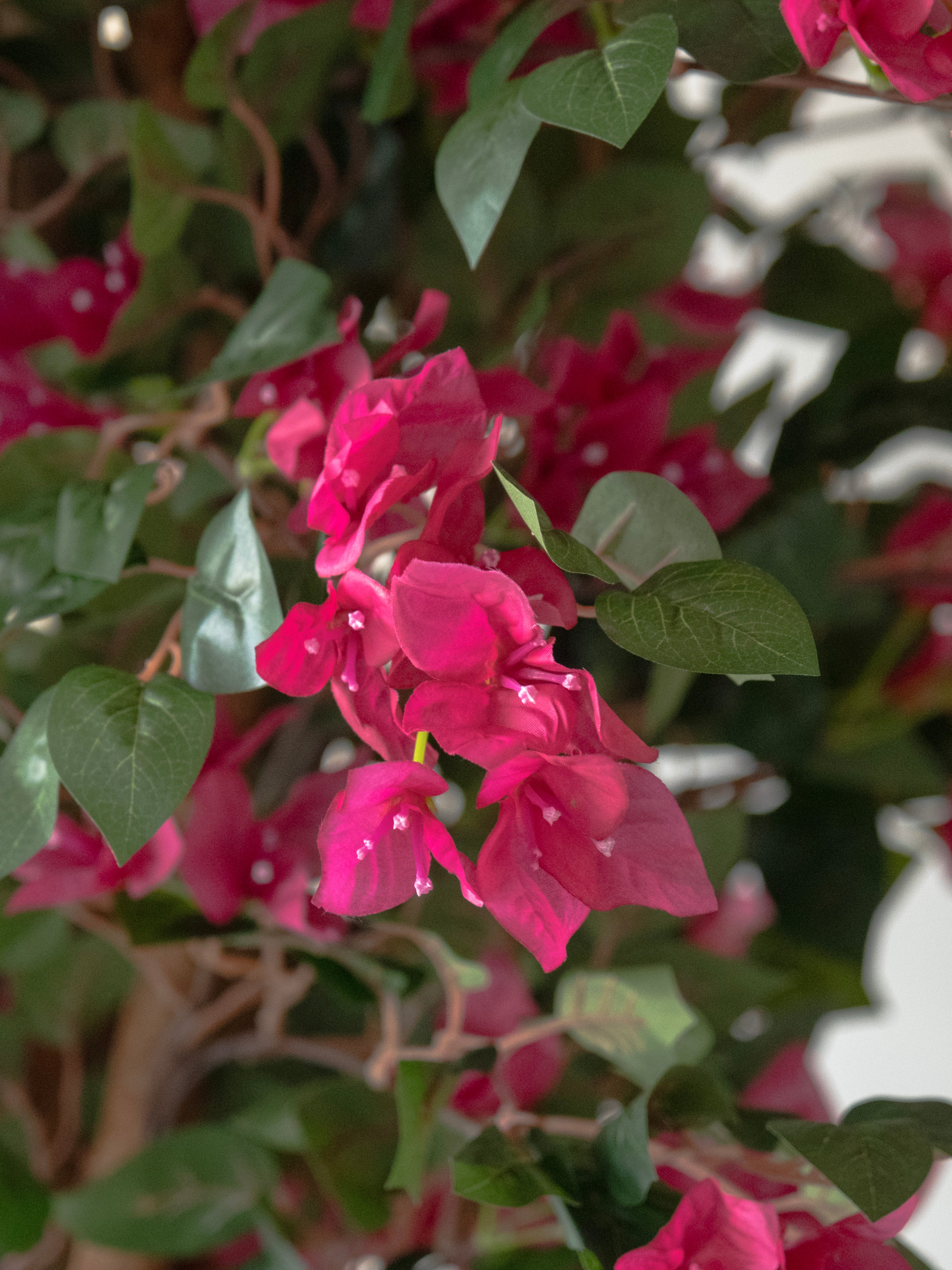 Artificial Lush Pink Bougainvillea Tree 5ft