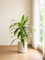 Artificial Variegated Dracaena Plant 4ft