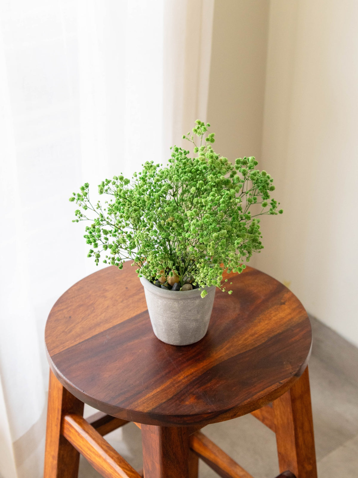 Preserved Baby’s Breath Table Top 24cm