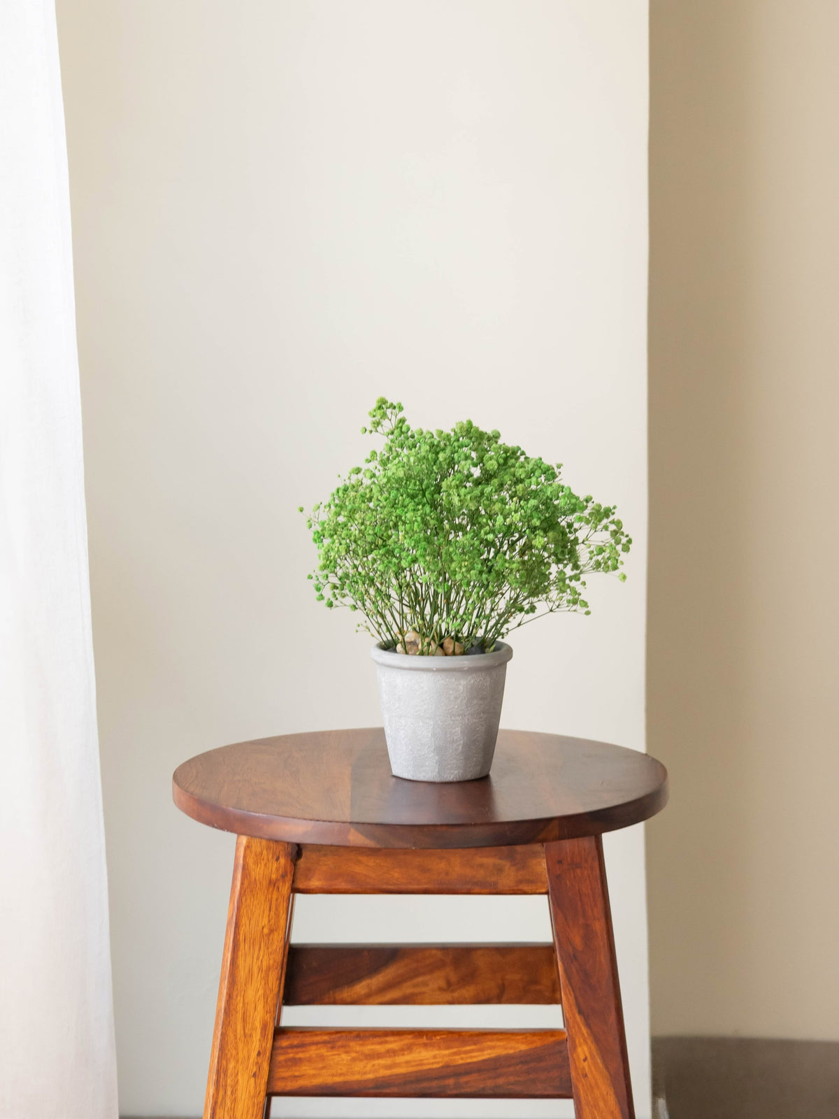 Preserved Baby’s Breath Table Top 24cm