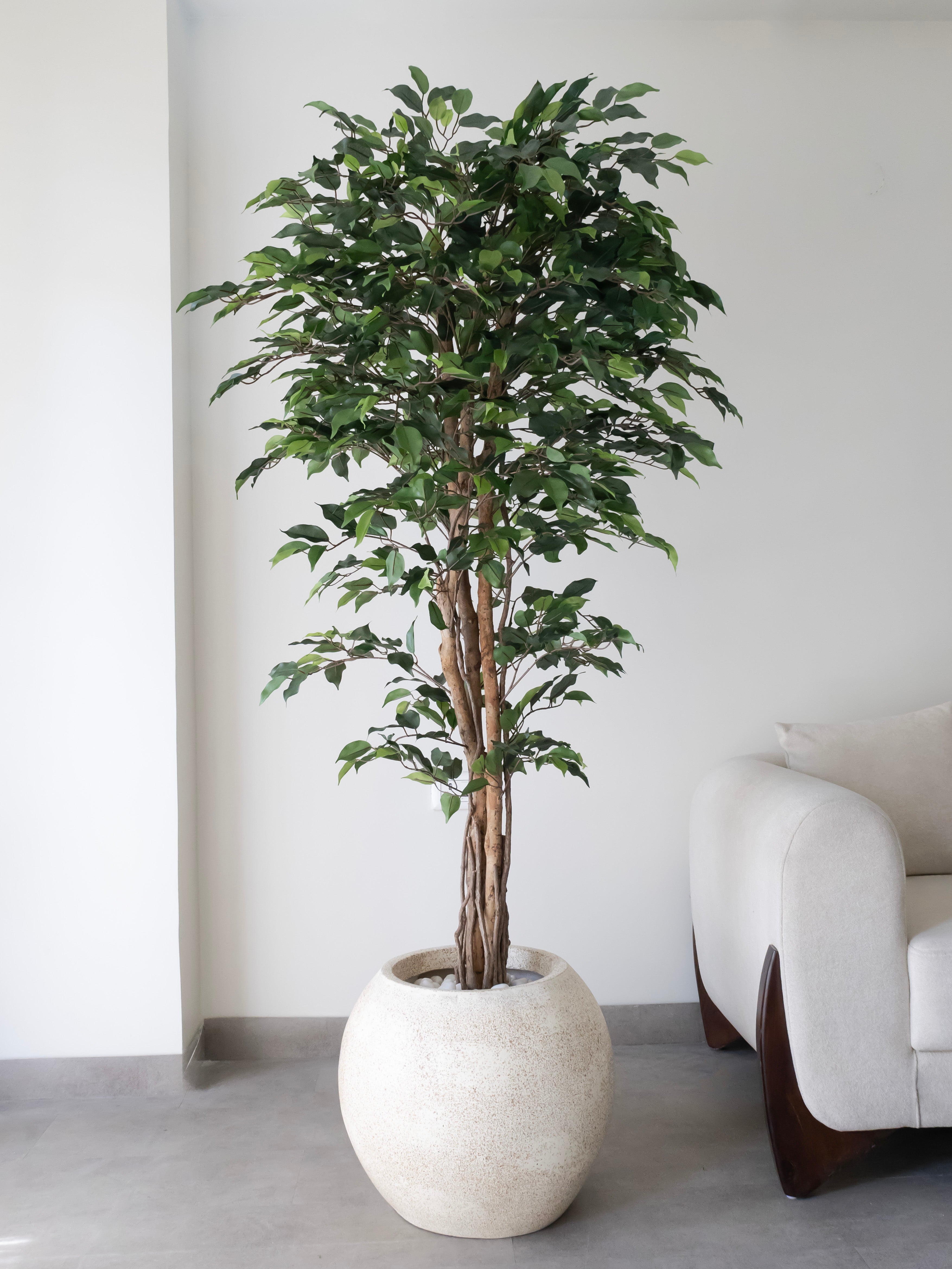 Artificial Green Ficus Tree 6ft