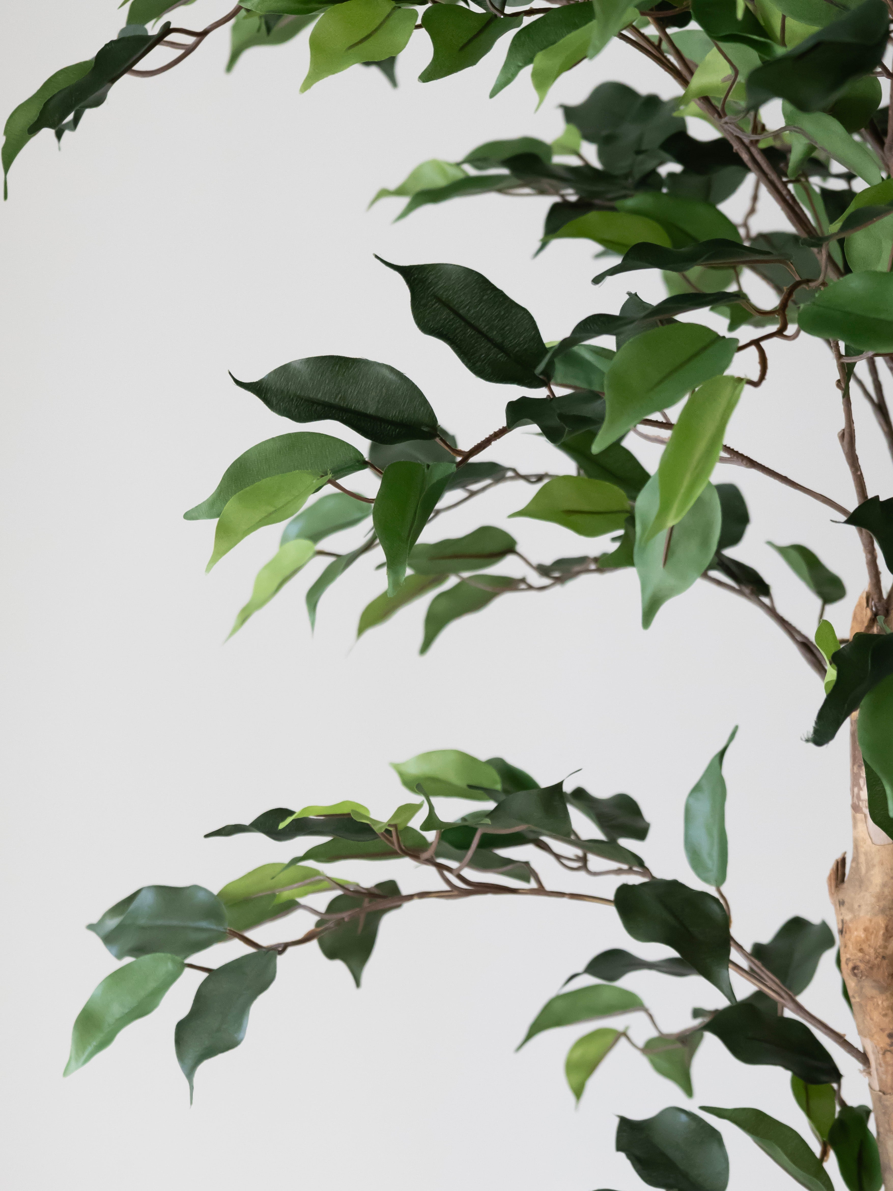 Artificial Green Ficus Tree 6ft