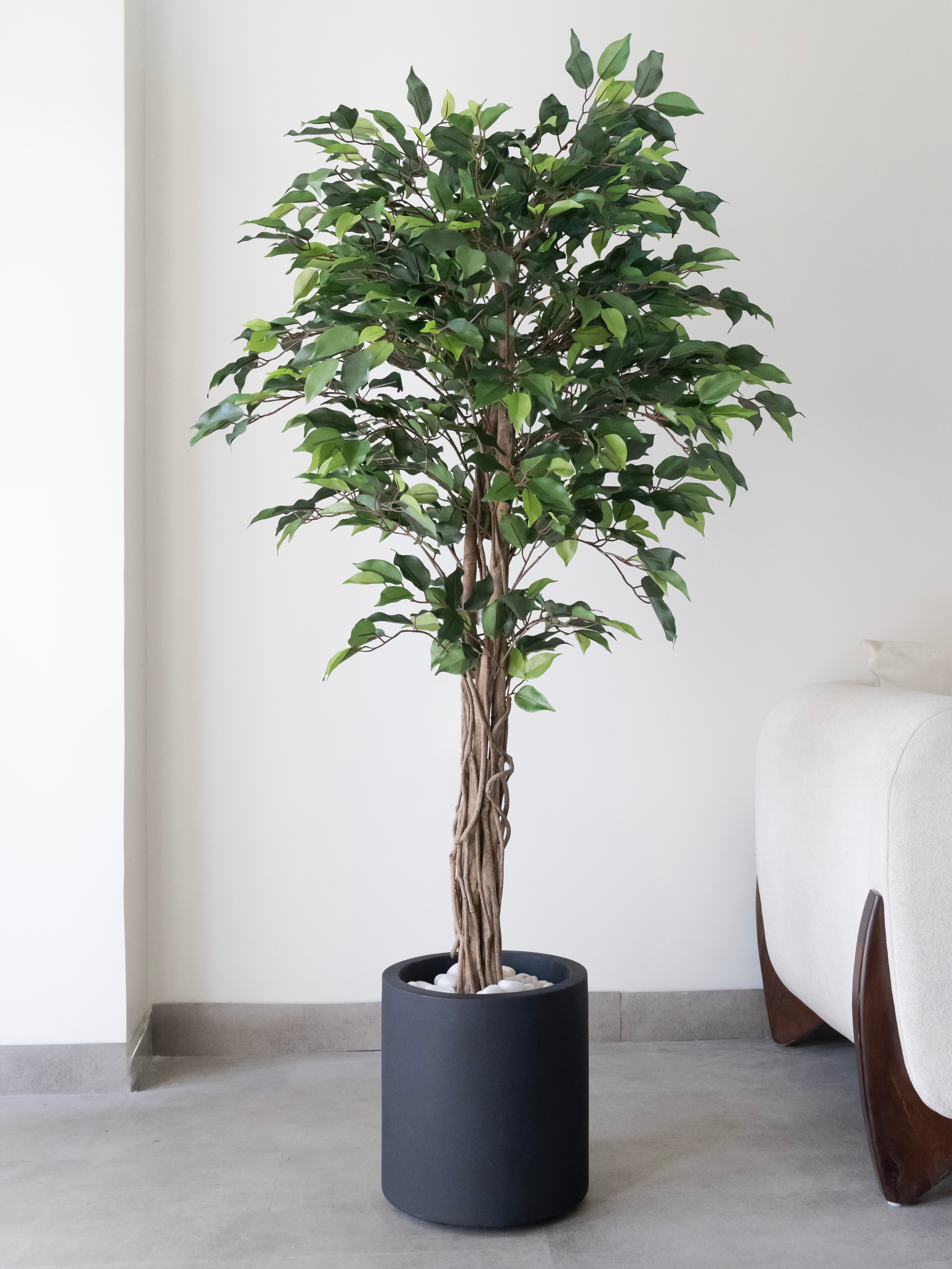 Artificial Green Ficus Plant 5ft