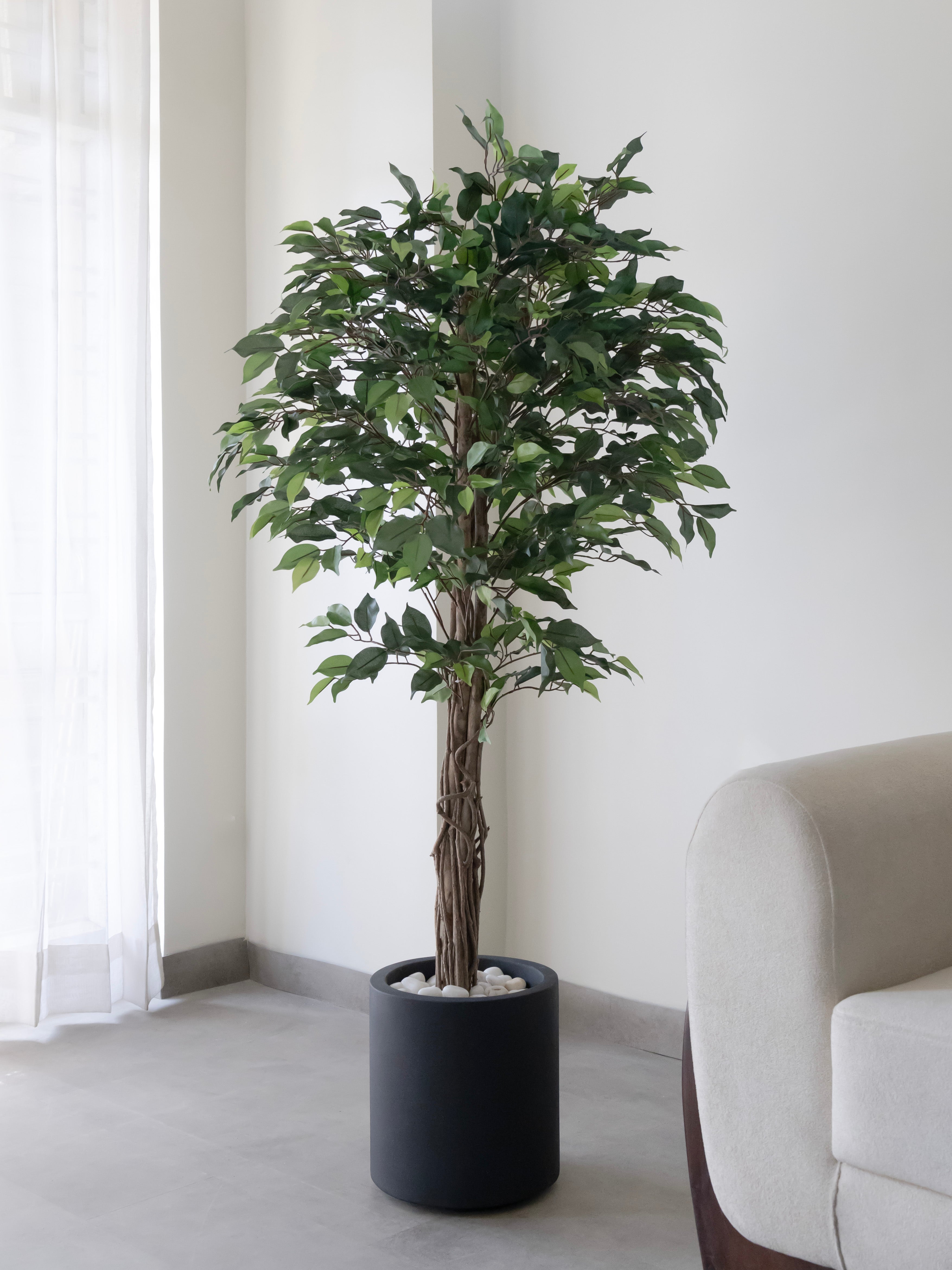 Artificial Green Ficus Plant 5ft