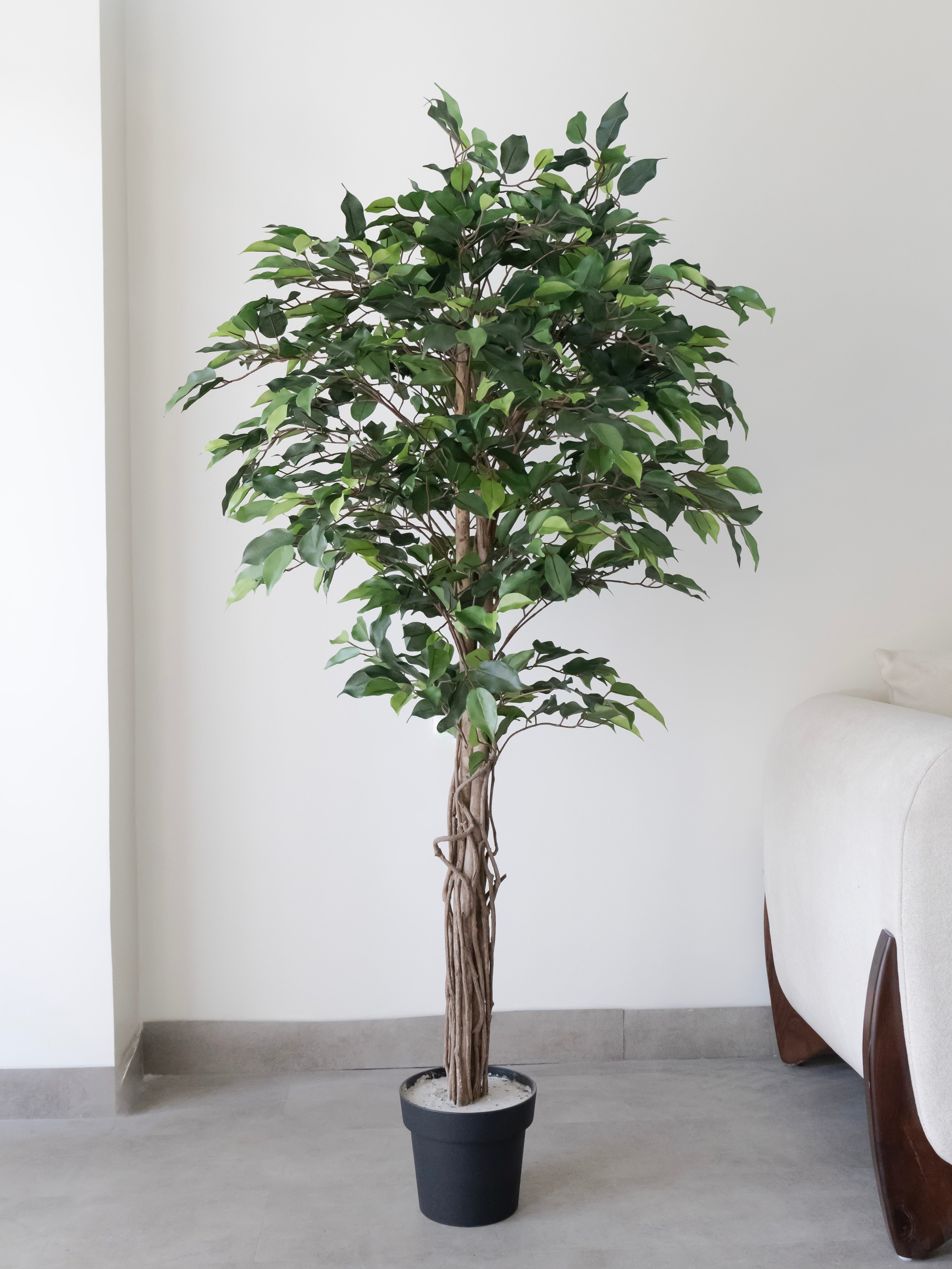 Artificial Green Ficus Plant 5ft