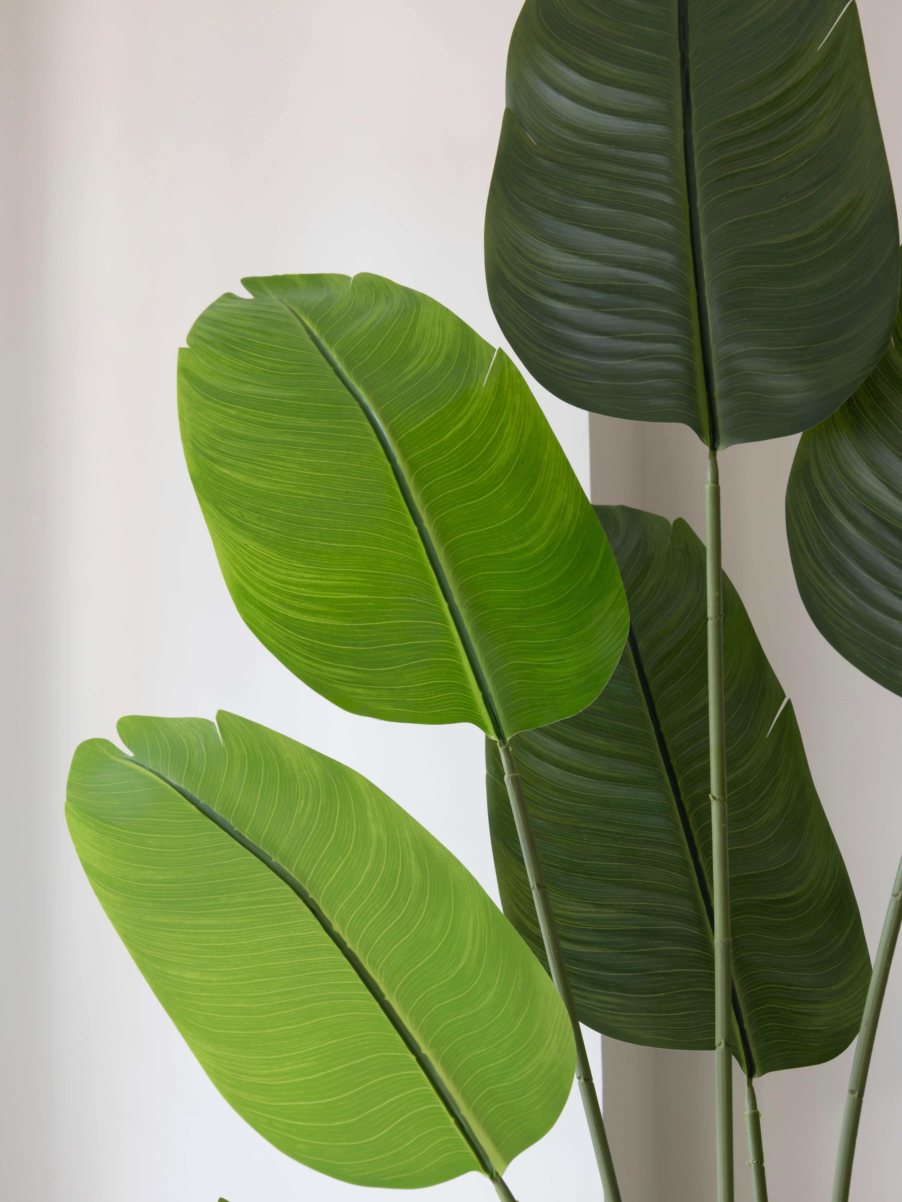 Artificial Travellers Banana Leaf Plant 6ft