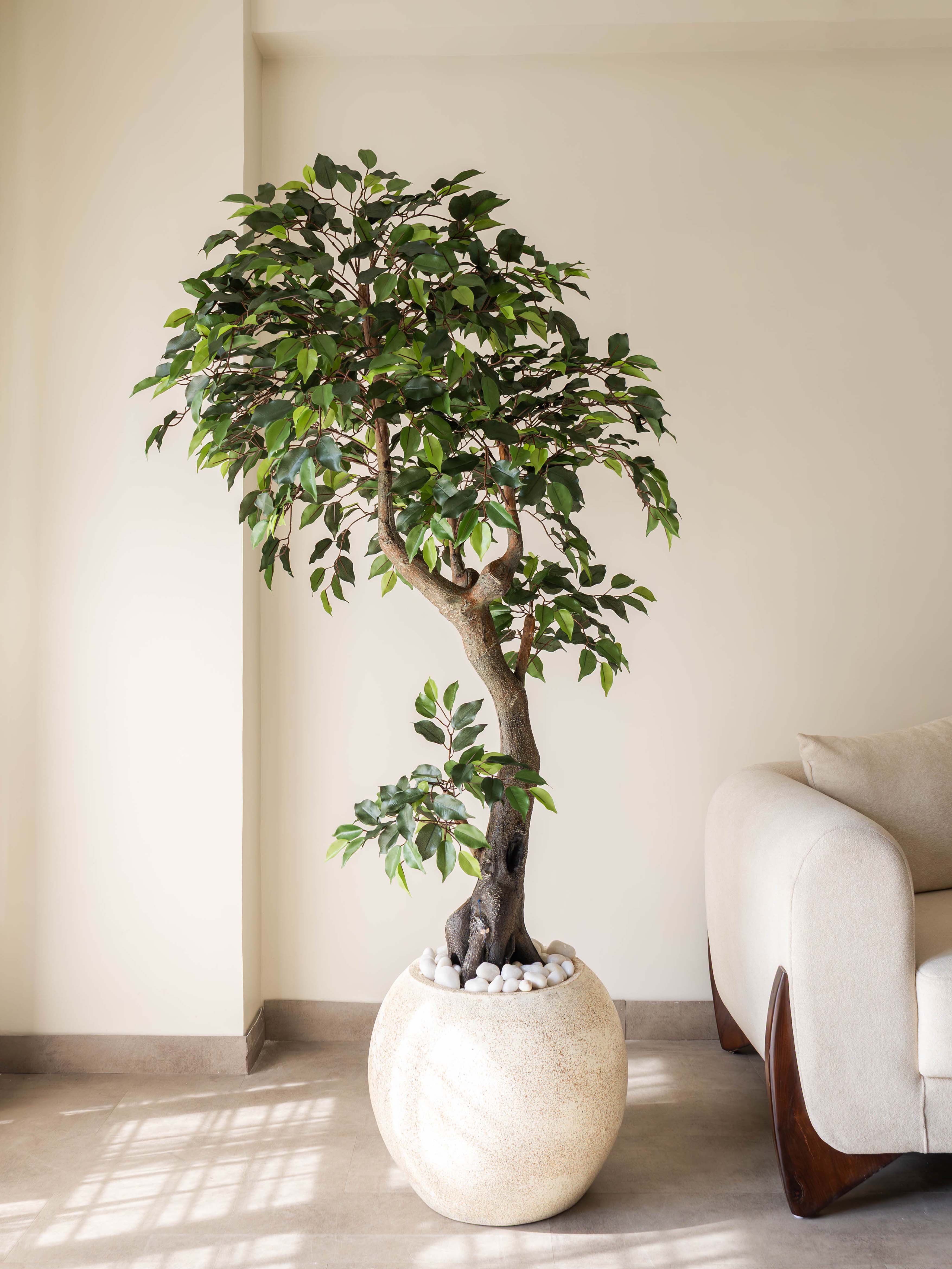 Artificial Ficus Bonsai Tree 6.3ft