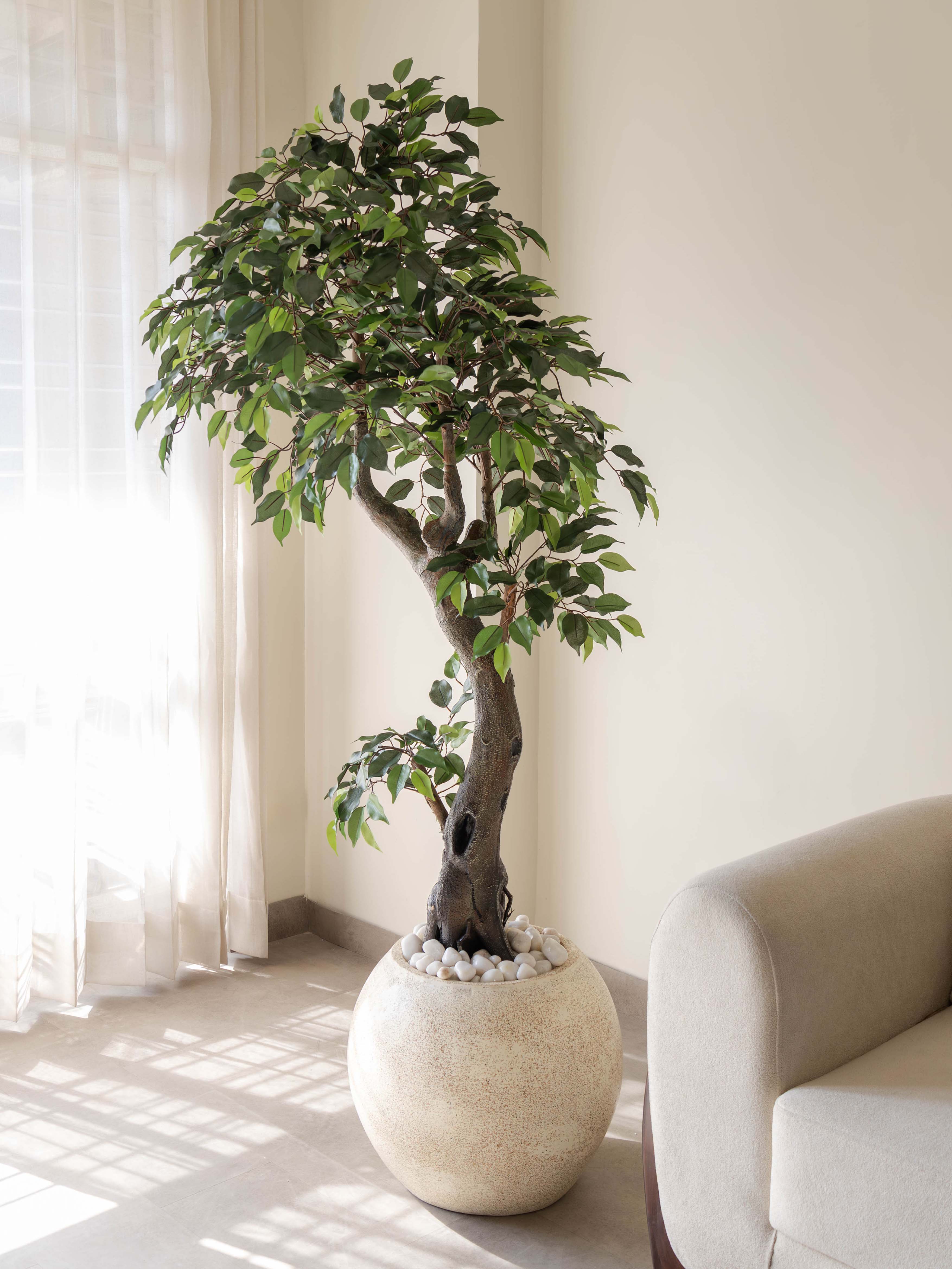Artificial Ficus Bonsai Tree 6.3ft
