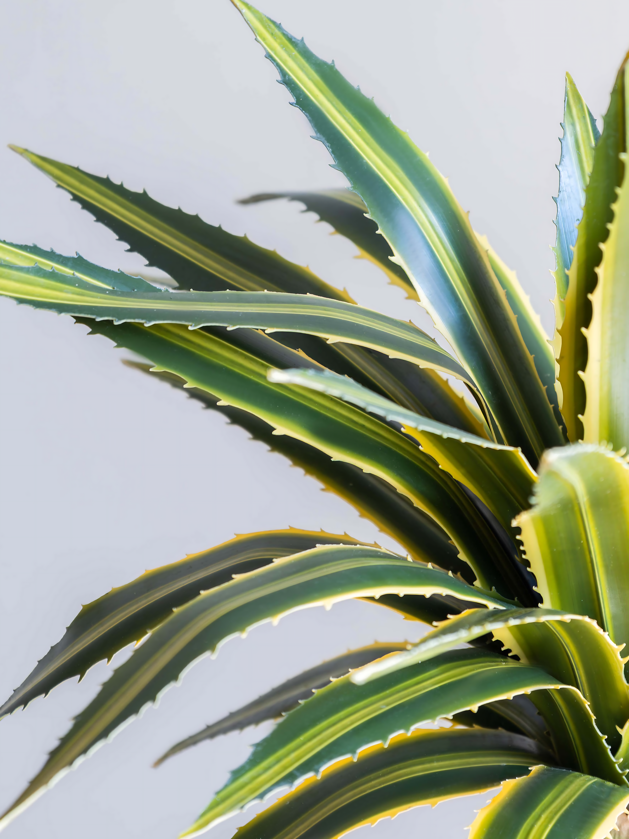 Real Touch Agave Lophantha Plant 1.3ft