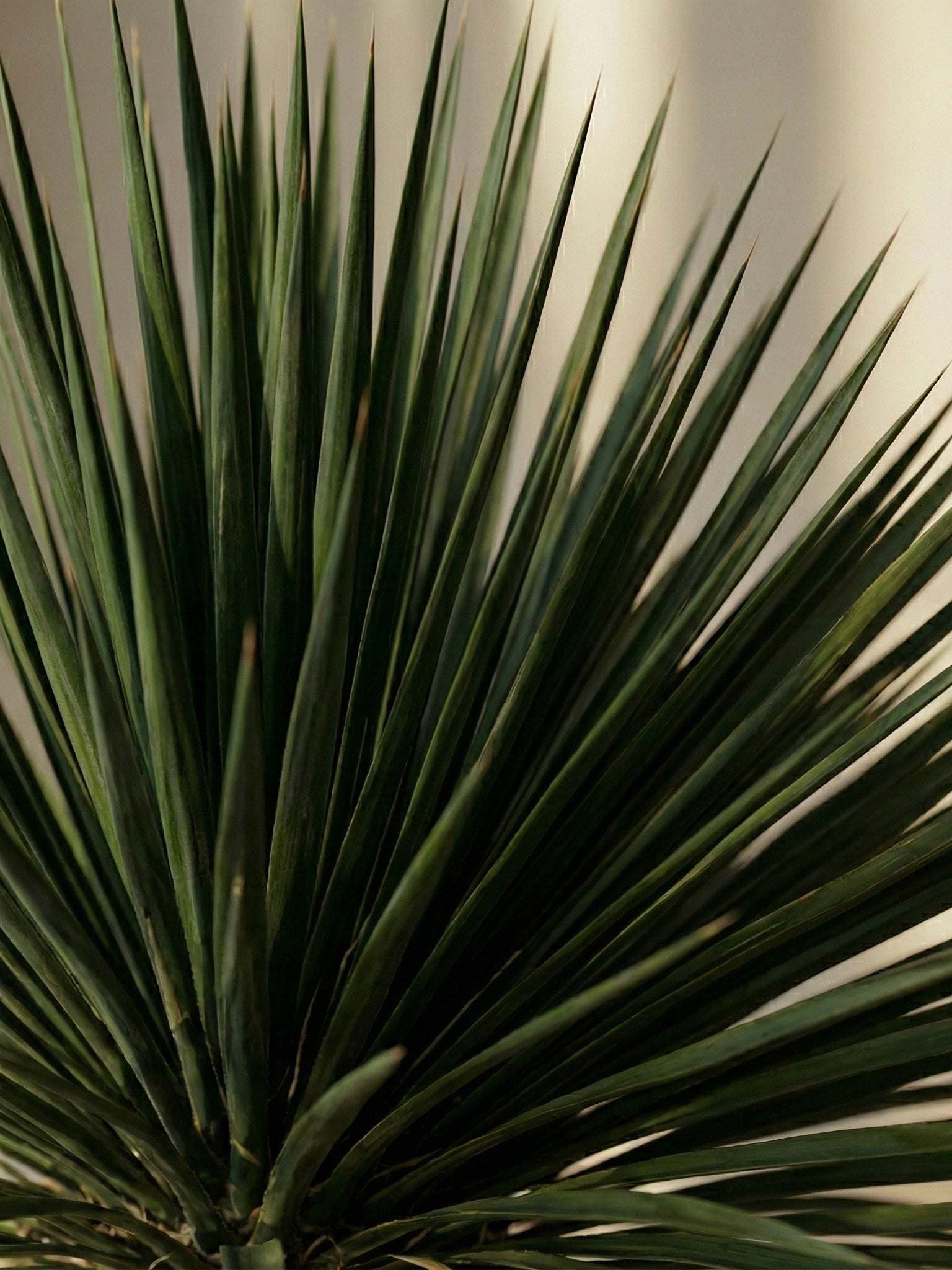 Artificial Ponytail palm 6ft