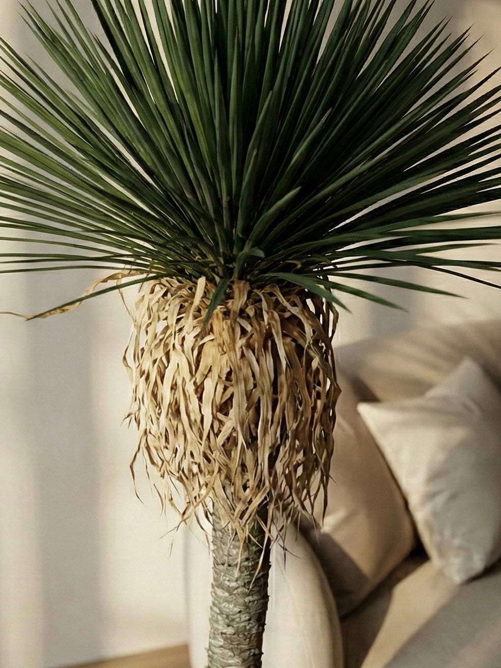 Artificial Ponytail palm 6ft